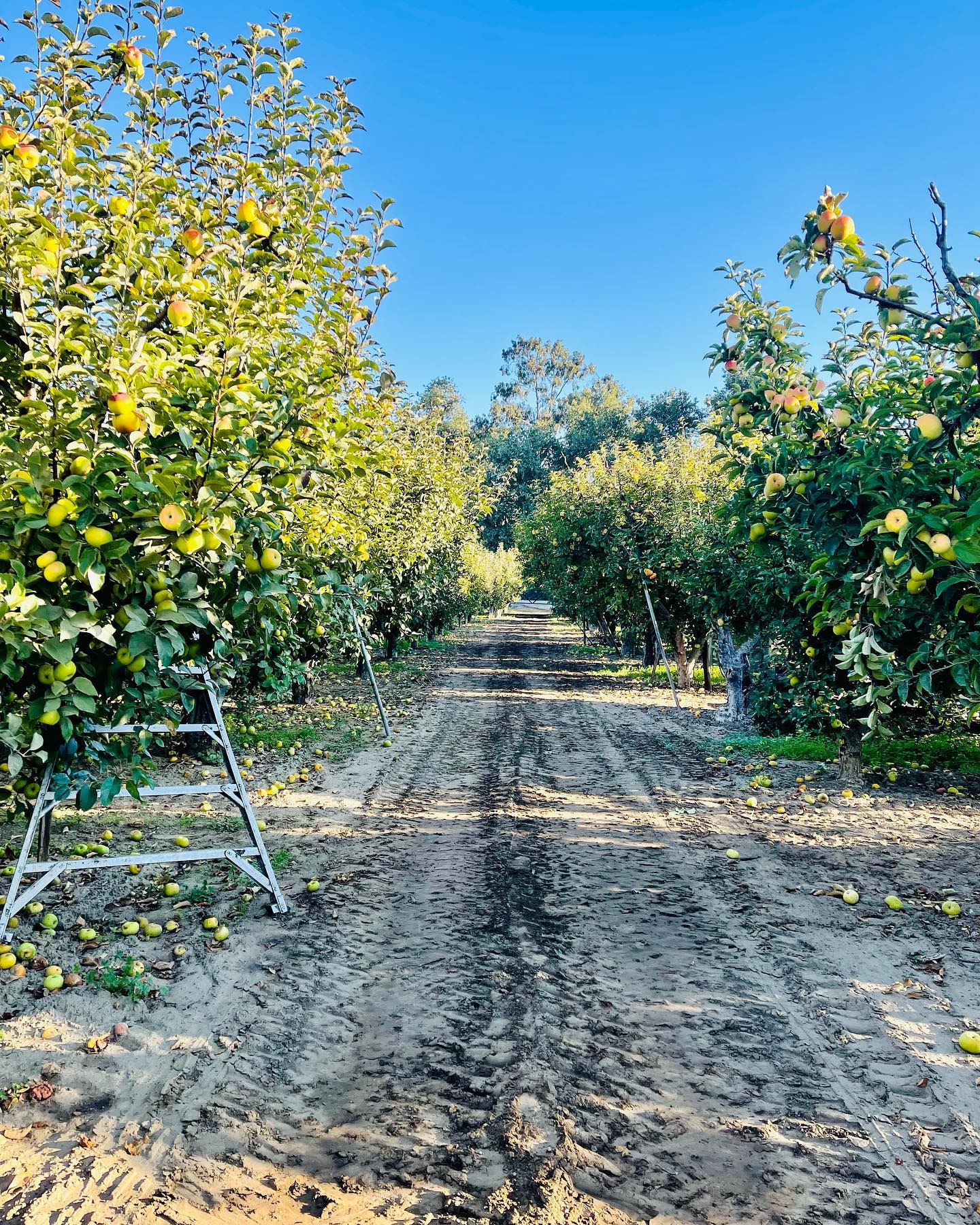 Morning apple picking at the ranch!
2022 harvest 🍏❤️
#apples #cider #sidra #harvest