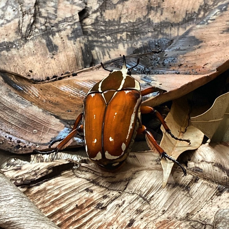 The Ugandan Flower Beetle (Mecynorhina ugandensis) is one of the largest extant species of beetle in the world!
Males of this species can reach up to 8.5 centimetres in length with females growing to around 6 centimetres.
Their diet consists mostly of ripe fruits, while their grubs will eat rotting wood and leaf litter.
#fruitbeetle#fruitbeetlesofinstagram#beetle#flowerbeetle#flowerbeetles#flowerbeetlesofinstagram#bugs#bugsofinstagram#cheaterzoo#invertebrates#invertebrate#inverts#animaleducation#wow#nowyouknow#interestingfacts#interesting#facts#didyouknow#education#nature