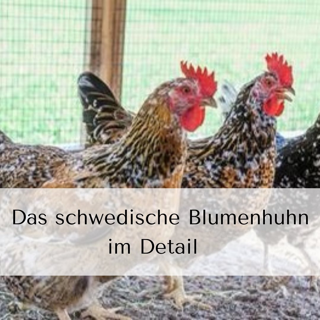 *Das schwedische Blumenhuhn im Detail*
Ein besonders schön anzusehendes Rassehuhn möchten wir euch hier vorstellen. Es stammt, wie der Name schon sagt, ursprünglich aus Schweden.
Hier könnt ihr unsere Blogartikel weiter lesen👇🏼
www.huehnerbuden.de/blogs
#halvehof#hühner#landleben#huhn#natur#bauernhofleben#landliebe#bauernhof#tierliebe#kücken#tierfotografie#blogartikel