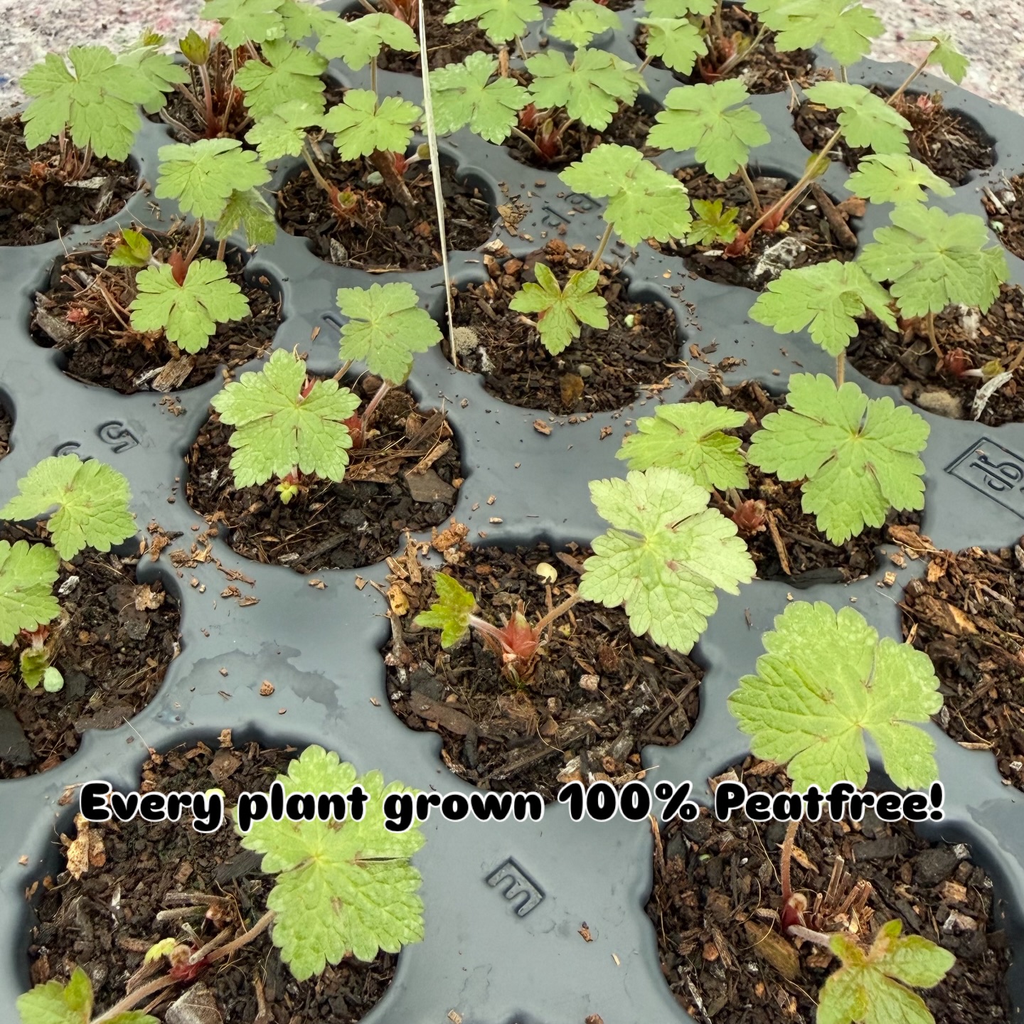 Young plants of Geranium x oxo ‘Hexham White’ coming along nicely, slowly the nursery is waking up ready for the season. #hardygeraniums #geraniumhexhamwhite #peatfree #horticulture #feburary