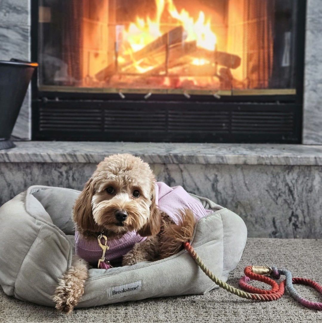 Love isn’t just for humans—it’s for pups too! Whether it’s shaping up those manners or building confidence, we’re here to make sure your bond grows even stronger.
A well-trained pup is the best kind of Valentine. 💌