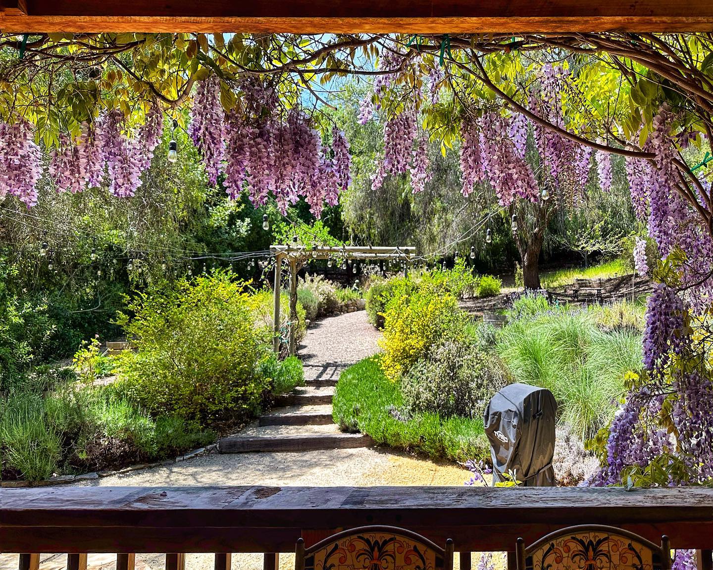 Some have asked when the wisteria framing the cabin front porch is in bloom. On an “average year it peaks about April 15. This year we are about 2 weeks behind. So, it’s currently at its peak. This capture was taken yesterday. We have guests coming today to enjoy this looks and aroma for the week.
#vacationrentals #vacation #vacationrental #airbnb #vacationhome #vacationstay #vacationrentalhomes #familyvacation #homeaway #airbnbhost #bookdirect #beach #vacations #shorttermrental #holidayrental #holiday #comestaywithus #travelgram #seecanyon #retreat #sanluisobispocounty #sanluisobispo #airbnbhomes #vacationhomes #california #shorttermrentals #holidayrentals #bhfyp #centralcoast
