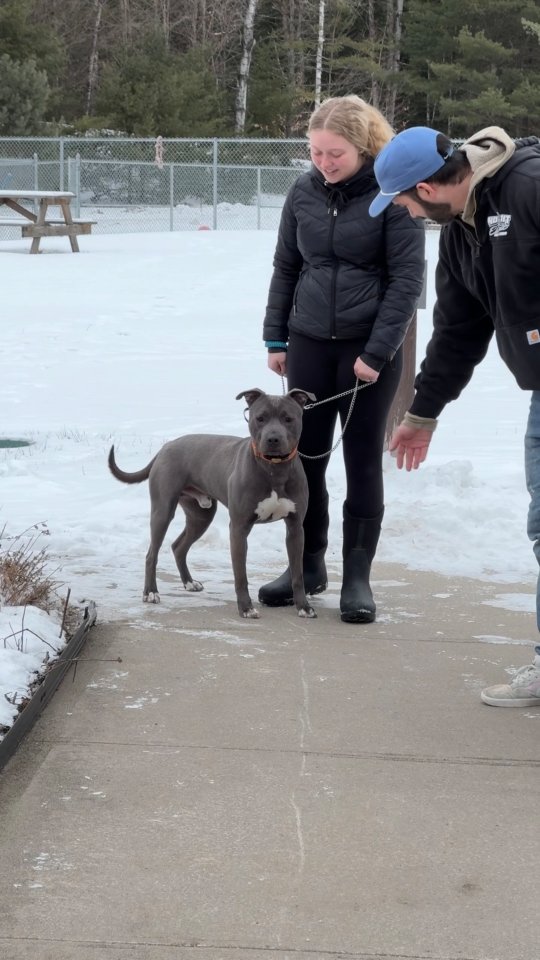 Meet Louie! He is approximately 2 years old, was brought in as a stray, but sadly he was never claimed. He doesn't have history on how he would be sharing a home with children, dogs or cats, so please call the shelter to learn more. Louie is eager to meet you!
☎️ (518) 873-5000
#adoptdontshop #rescuedog #spcadogs #foreverhome #upstatenewyork