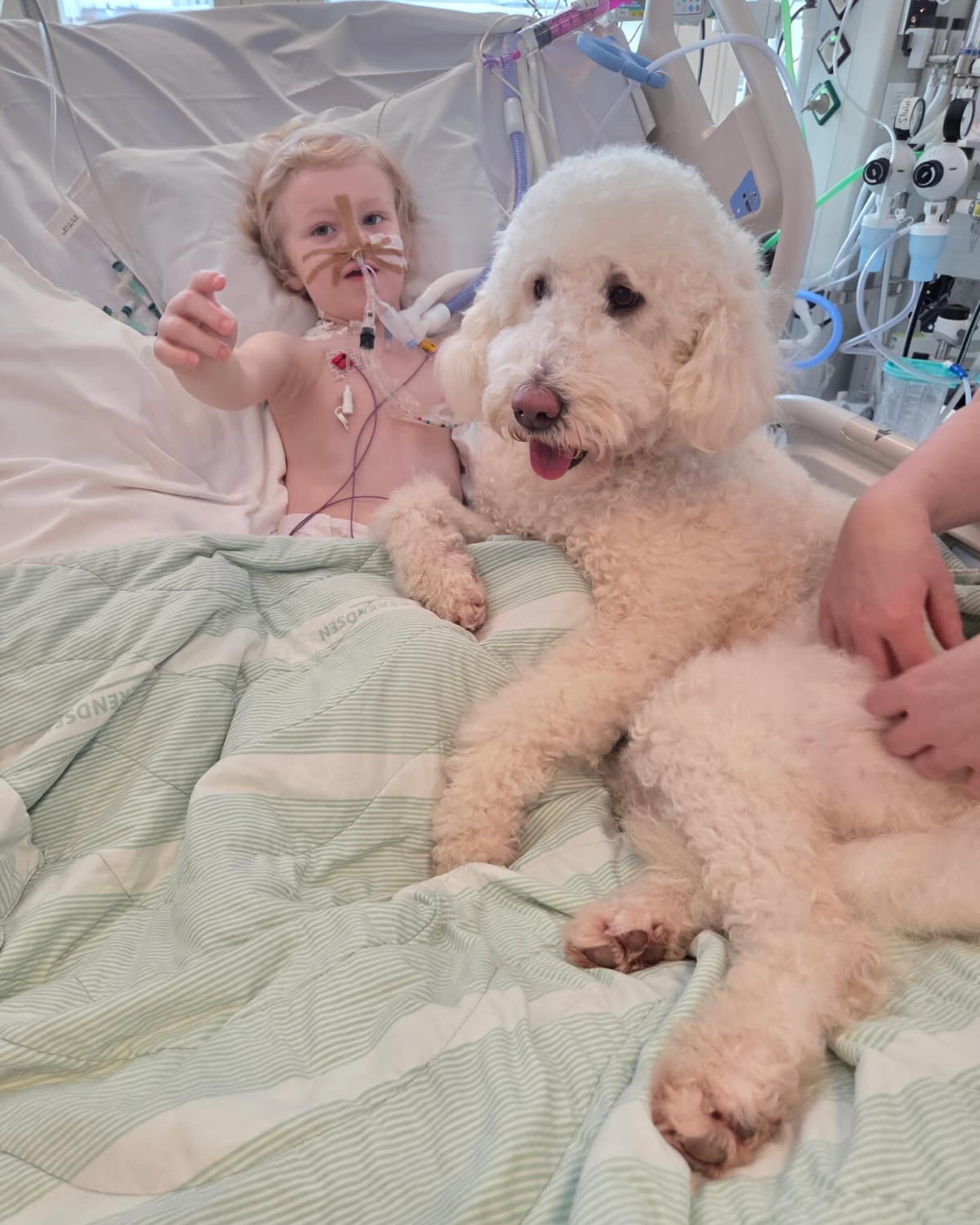 Sjukhushunden Lyra sprider glädje på BIVA!💕🐶 (Foto med samtycke) Sjukhushund®-konferens 17 mars 2026. Anmälningslänk på www.sjukhushund.se #sjukhuhund #akademiskasjukhuset #hospital #dog #BIVA #PICU #konferens #läkare