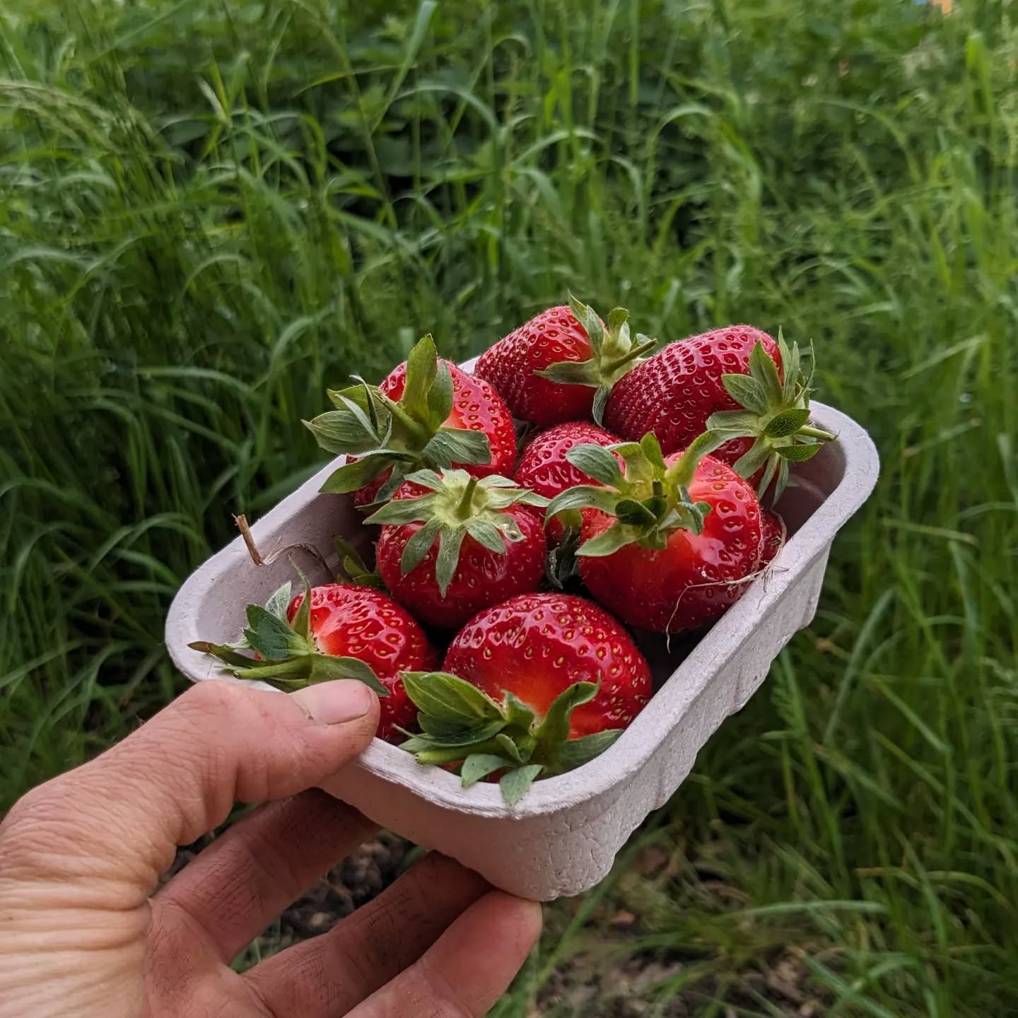 Vandaag open!
Ontdek de smaak van biologische Herzeelse aardbeien 🍓
😬Wist je dat er op gangbare aardbeien gemiddeld 19 chemische stoffen aanwezig zijn? (Bron: PAN Nederland)
Dat willen wij graag anders!
Daarom telen wij onze aardbeien zonder kunstmest, pesticiden, insecticiden, fungiciden en ander chemie. En dat smaak je ☘️
🔔 Vanaf 3kg pluk je aan €10/kg 🔔
Info en prijzen op www.dedaalkouter.be
Komende maandag 20 mei ook open 🍓
Tot op de kouter,
Hannes & Betse