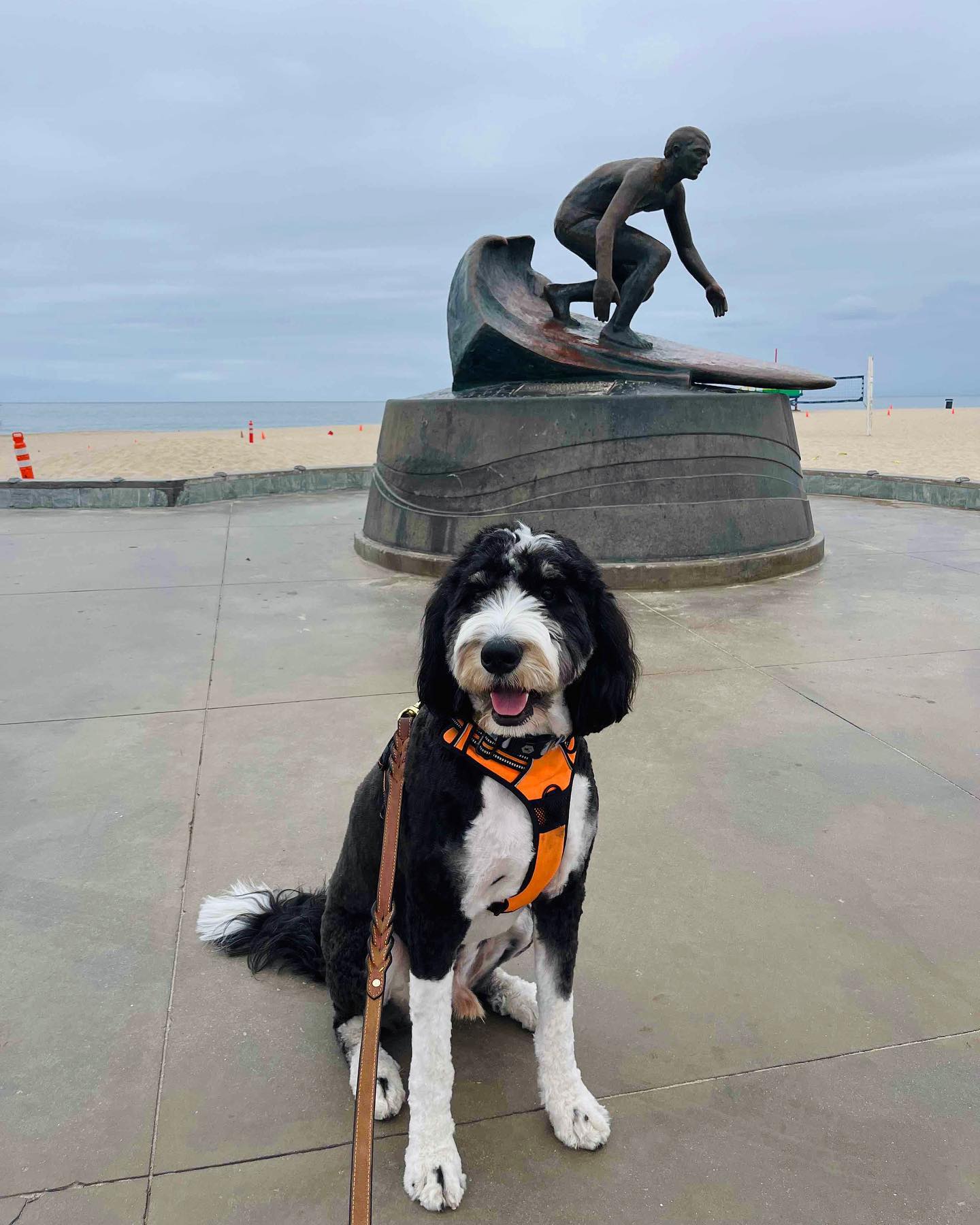 teddy sporting his new summer cut by the beach! 😍