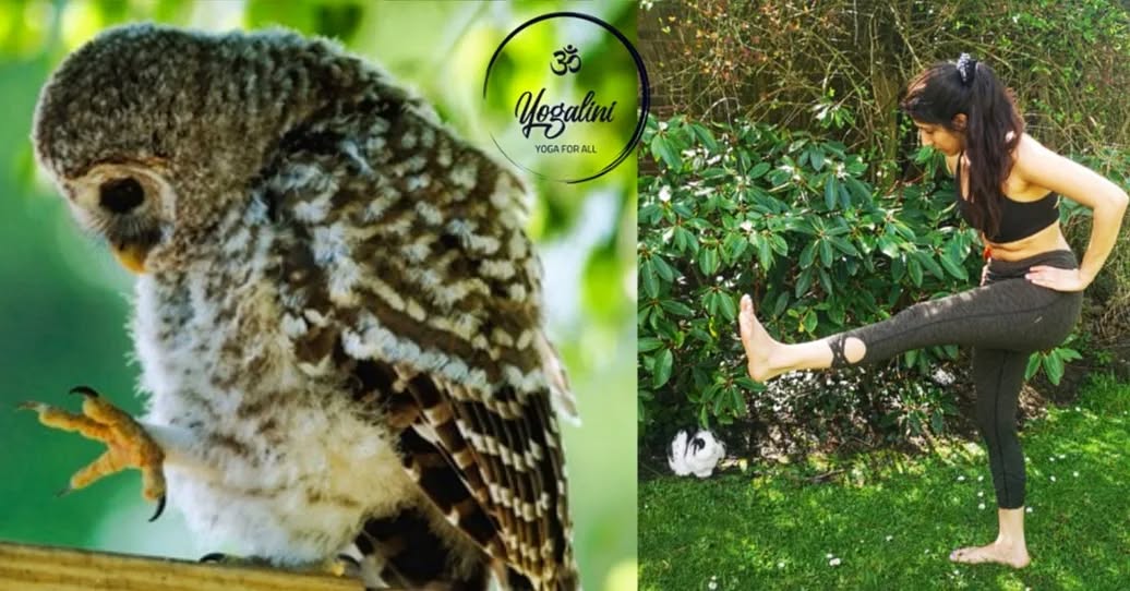 Anyone else find their animals stare at them in curiosity whilst you do your yoga practice? 😅
Today's #fridayfun features a beautiful Barred Owl 🦉
Fun fact about owls: they don't have eyeballs, but rather eye tubes that are held in place by a bony structure. Meaning they can only look straight ahead and must their their head to look side to side. 👀 Their eyes account for 1-5% of their total body weight!
Today's pose is a killer on the legs! Utthita Eka Pasasana aka Standing Balance with One Leg Raised. This is great for:
🦉 Stretching the hips, quads and hamstrings
🦉 Strengthening the standing leg as well as the hips and glutes of the extended leg
🦉 Increasing the flexibility and range of motion of the extended leg
🦉 Building endurance, awareness and focus
🦉 Improving physical and emotional balance
Asanas like these are amazing for those who participate in sports that need strong legs and balance. Such as runners 🏃♀️ Surfers 🏄♂️ and Rock Climbers 🧗
What are your thoughts on standing leg balances?