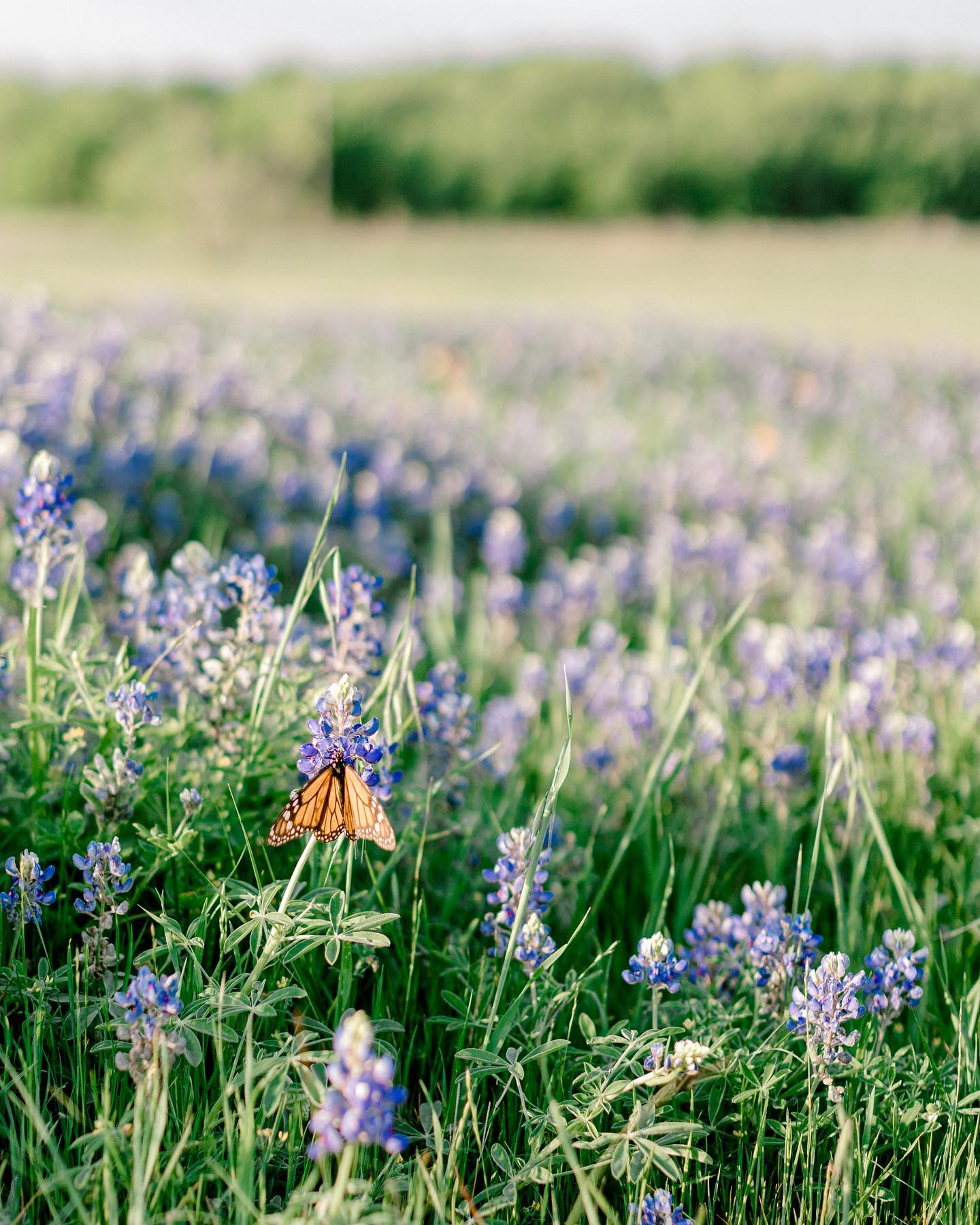 Still have one Bluebonnet Mini Session open for tomorrow night and one next Saturday night! See my Bluebonnnet highlight to book!
.
.
.
#bluebonnets #bluebonnetminis #dentonphotographer