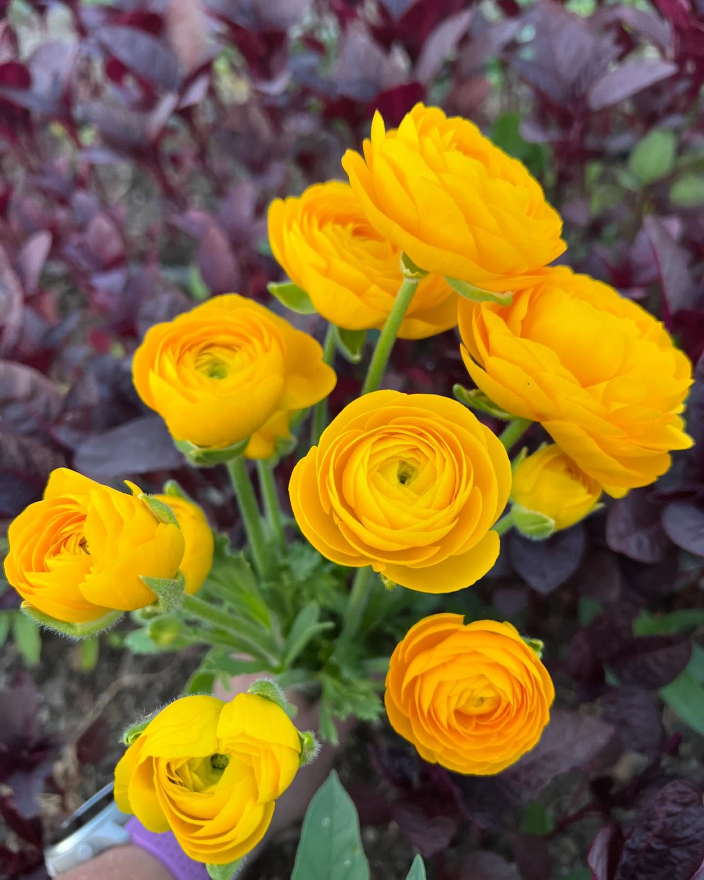 Like a meadowlarks underbelly.
#yellow #cutflowers #grownnotflown #montana #406 #flowerfarm #flowerfarmer #ranunculus #supportlocalfarmers