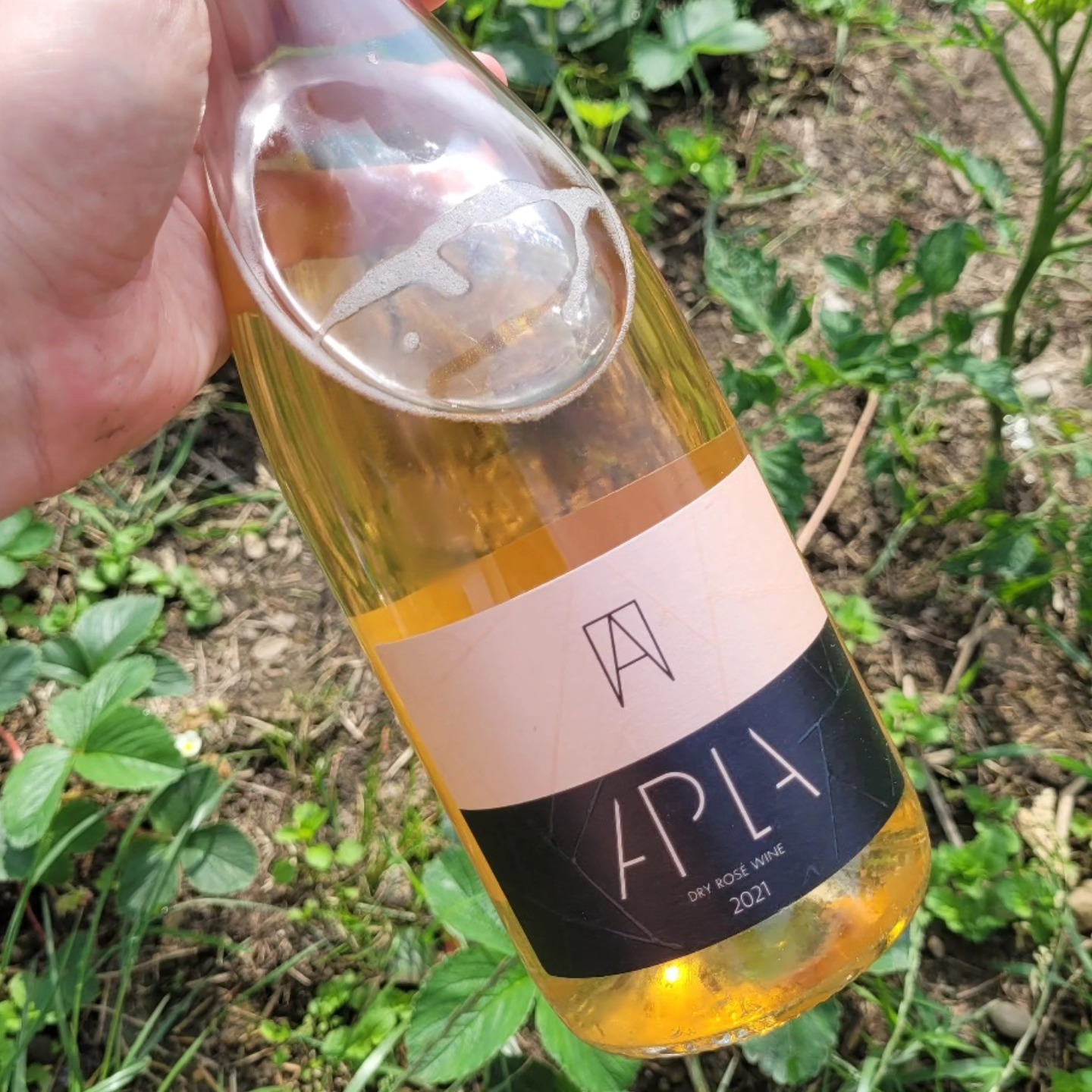 Like yesterday, the Xinomavro blend we discuss today makes use of Limniona as a blending partner. This time, however, the third variety is not Syrah but Mavroudi:
@oenopswines APLA Rosé 2021
13%
Xinomavro, Limniona, Mavroudi
While it doesn’t quite match the red APLA in complexity, this rosé is mouthwatering and fresh. The first sip reveals a touch of sweetness that keeps you coming back for more.
89 points
This was the last rosé wine with Xinomavro we tasted. But there is yet one more exciting non-red Xinomavro wine that I want to talk about ... stay tuned!
#xinomavrolover #xinomavro #xinomavrolovers #winetasting #sommelier #sommlife #greekwine #greekwines #greekwineexplained #drinkgreekwine #greekwinery #greekwinelover #greekwinelovers #rosewine🍷 #rosewine #roséwine #roséwines #limniona #mavroudi