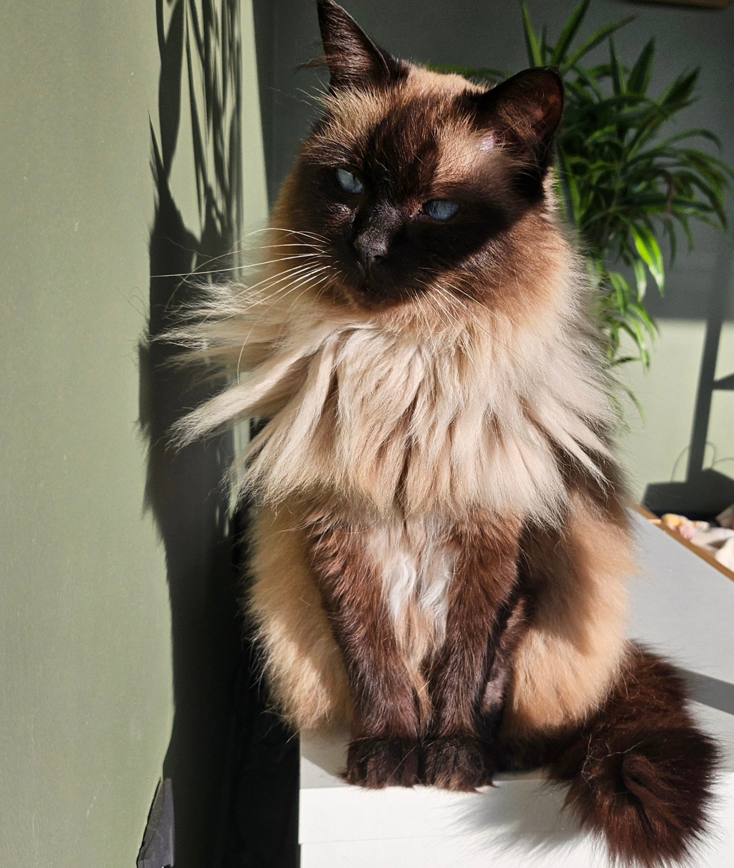 Every cat is a model, but my cat is my favourite one 😋 sun kissed relaxing, and always eager to be behind my lens.
#mobilephotography #catlover #cataofinstagram #sun #domestic #paws #mrjones #ragdoll