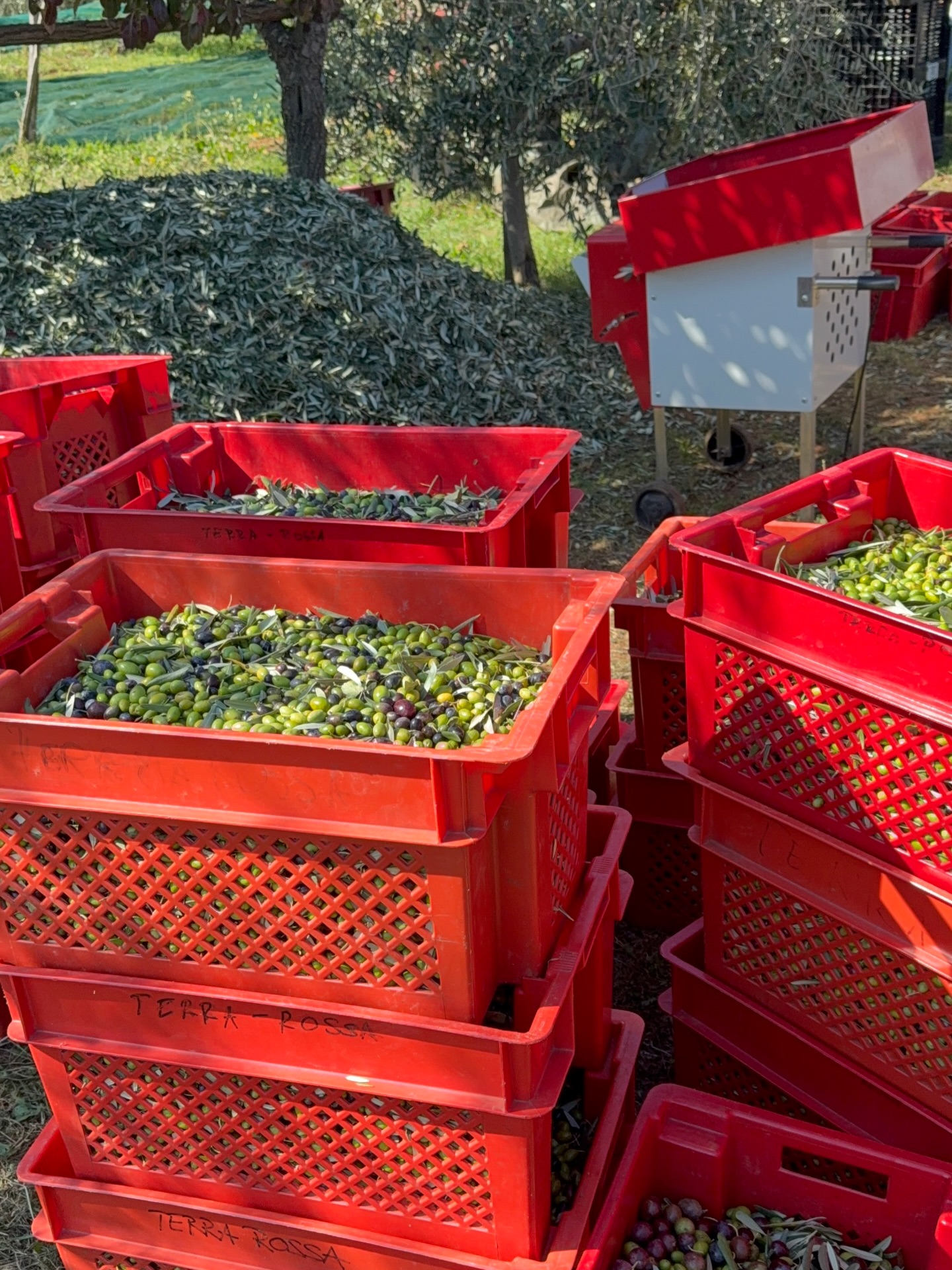 TERRA ROSSA Organic Olive Oul - Harvest 2025