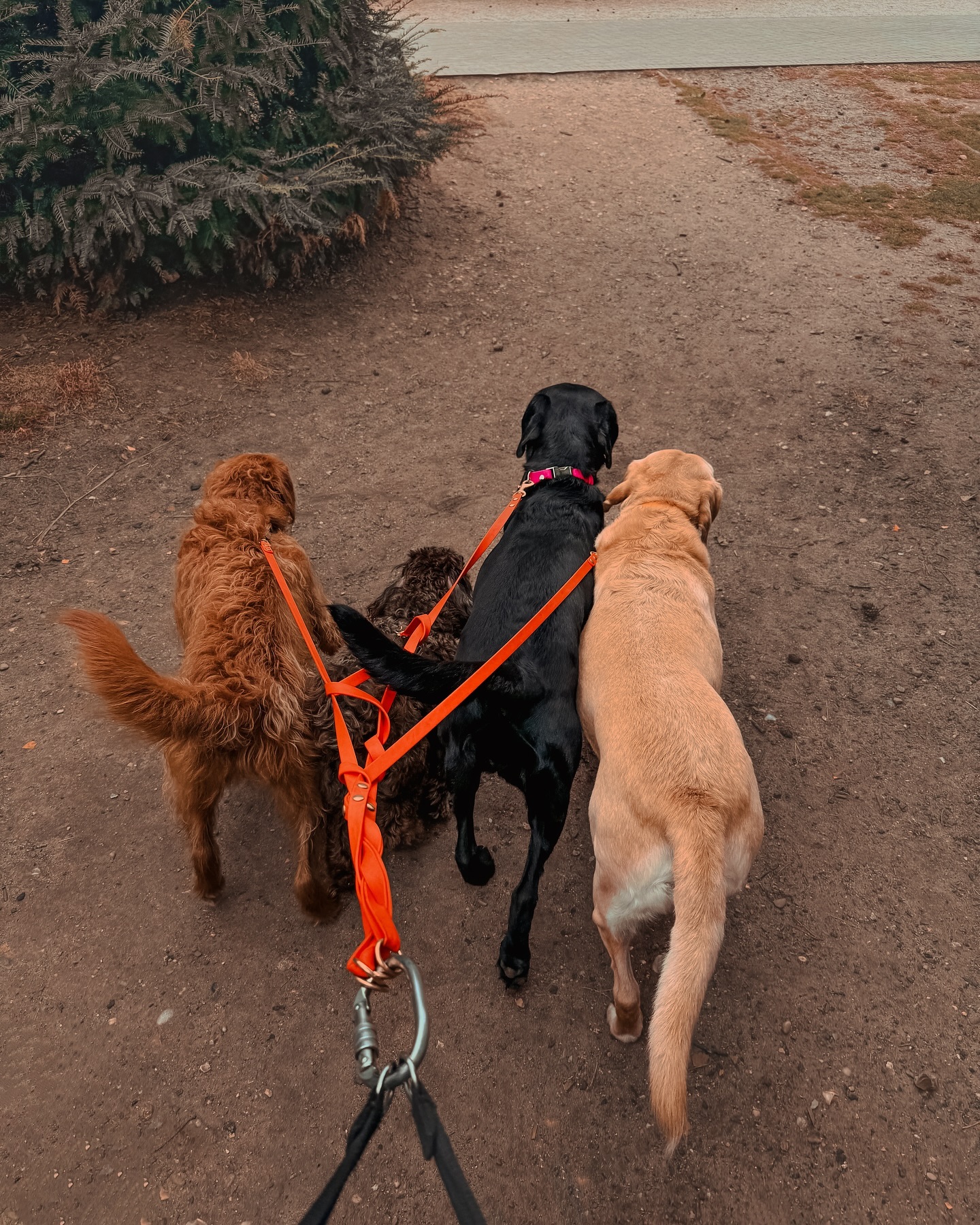 The busy days make you appreciate the quieter days 🧡.
.
.
.
.
#dog_features #dogsofinstaworld #dogs_of_instagram #dogoftheday #dogsofinstagram #dogstagram #doglover #dog #dogs #doggy #doggo #doge #doggies #doggie #cute #dogwalker #dogwalking #norwichdogwalker #dogwalkernorwich #norwich #norfolk #dogpark #labrador #labradoodle #schnoodle