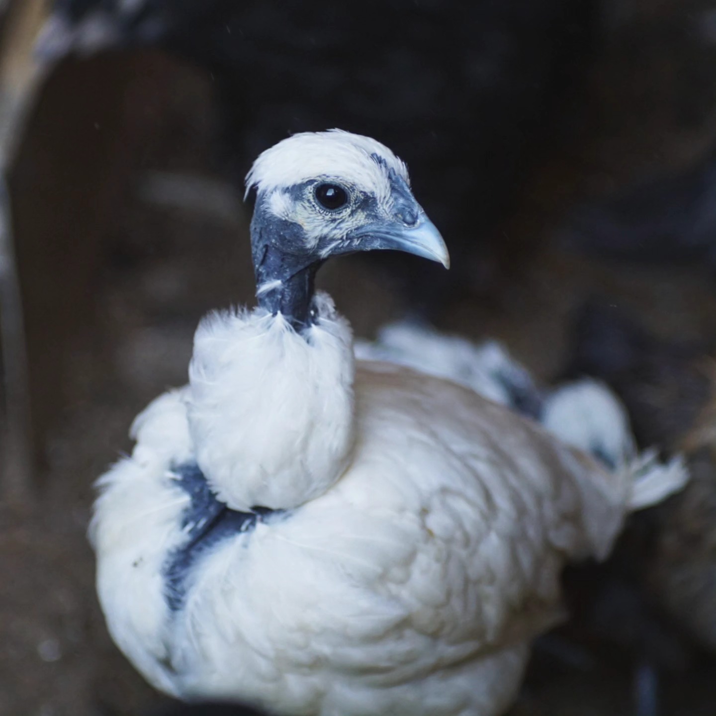 Eine echte Rarität aus Vietnam. Ist sie nicht wunderschön?
_________________________________
GA Hmong
Verfügbar: Bruteier 🥚, Küken 🐥, Junghennen 🐓.
Farbschläge: weiß, bunt & Nackthals in schwarz, weiß und Bunt.
https://www.broholmer-zucht.com/gahmong
Instagram & TikTok @huehnerwelt_rauch
Facebook @rauchs_huehnerwelt
_________________________________
#gahmongeurope #poultrylife
#poultry #bauernhof #küken #chickenfarming #sandschak #chickensecurity #hühnersecurity #gahmongchicken #blackchicken #hatchingeggs #chickenaspets #landwirtschaft #ayamcemanichicken #hühnerimgarten #petchickens #gahmonggermany
#nackthalshühner #hühnerliebe
#bauernhofleben #blackchicken #hühner #hühnerhaus #buntehühner #gahmong #geflügel #gahmongnackthals #tieresinddiebesserenmenschen
#gahmongnakedneck
Liebe Grüße und alles Gute
Euer Gabriel Rauch