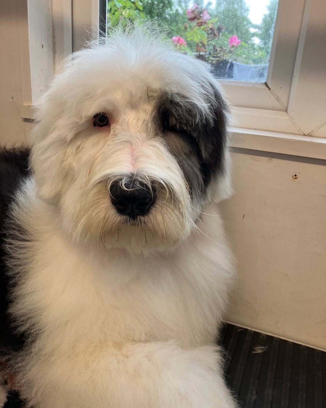 Baby Bessy’s first time on the table 🥰