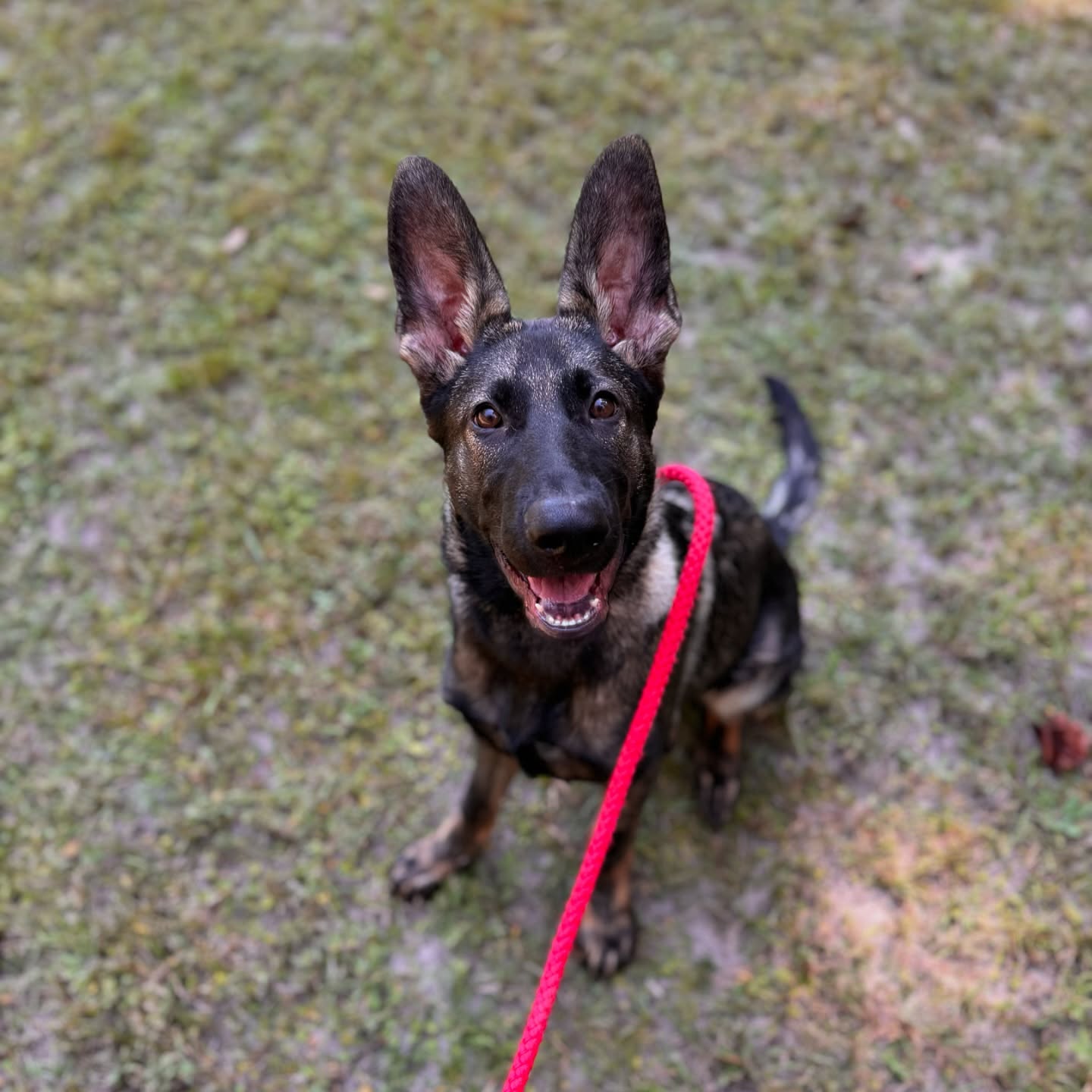 Koda
#dogoftheday #dogtraining