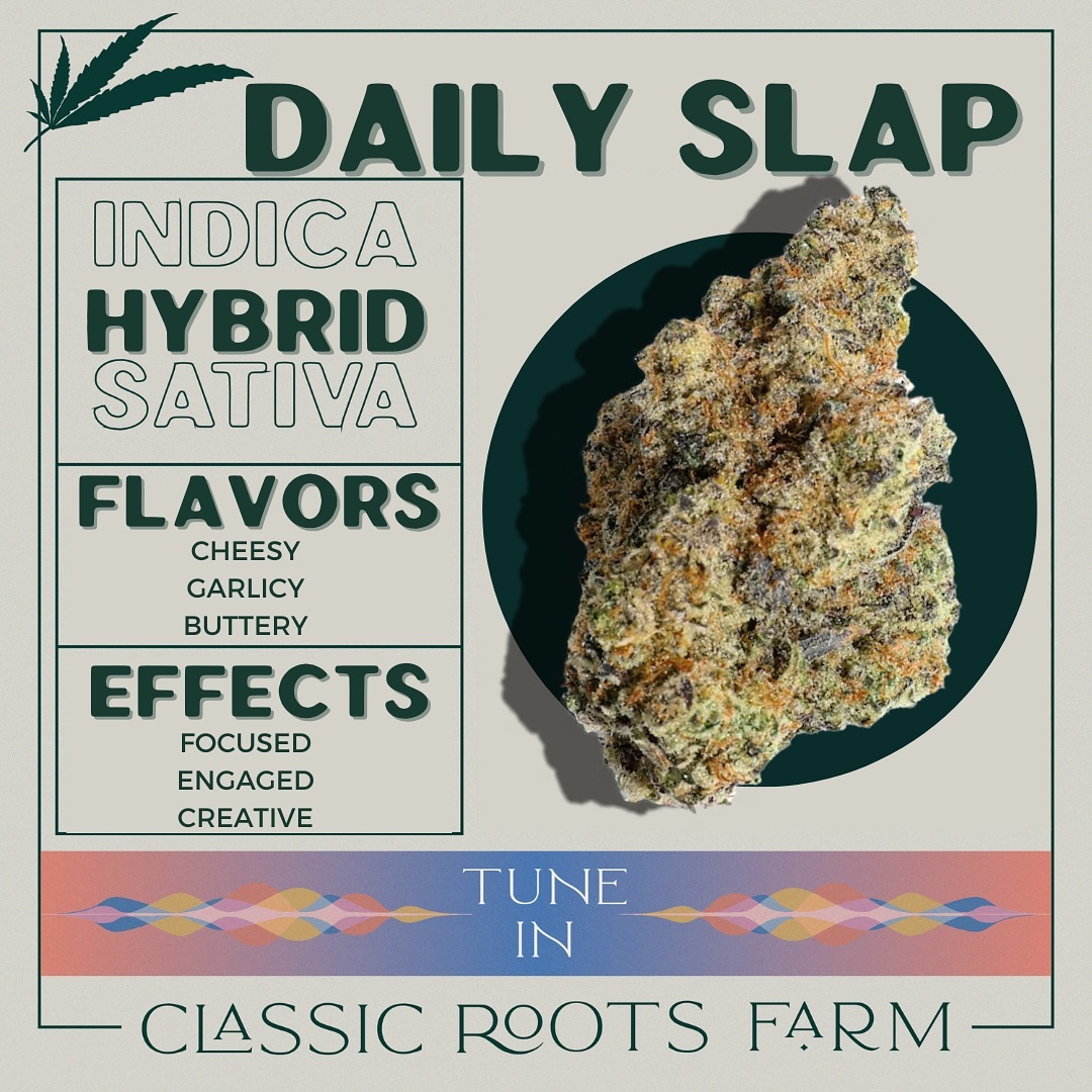 Like a quick slap to the face, this hybrid strain comes in hot and leaves you wondering… “what the hell just happened!?” With a pungent and savory flavor profile, this unique cultivar bred by Fresh Coast Seeds will remind you of freshly peeled garlic mixed with your favorite stinky cheese. Enjoy Daily Slap during the daytime for a creative and focused buzz! 🤓