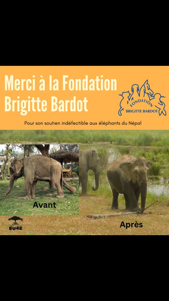 🇫🇷 Derrière ces images, il y a un sauvetage, du temps, des soins, et surtout un soutien essentiel.
Depuis le tout premier jour, la Fondation Brigitte Bardot est aux côtés de Stand Up 4 Elephants, rendant ces histoires de renaissance possibles.
Merci pour votre confiance et votre engagement indéfectible en faveur des éléphants. 🐘🙏
🇬🇧 Behind these images lies a rescue, time, care, and above all, essential support.
Since day one, the Brigitte Bardot Foundation has stood alongside Stand Up 4 Elephants, making these stories of recovery possible.
Thank you for your trust and unwavering commitment to elephants. 🐘🙏
@fondationbrigittebardot