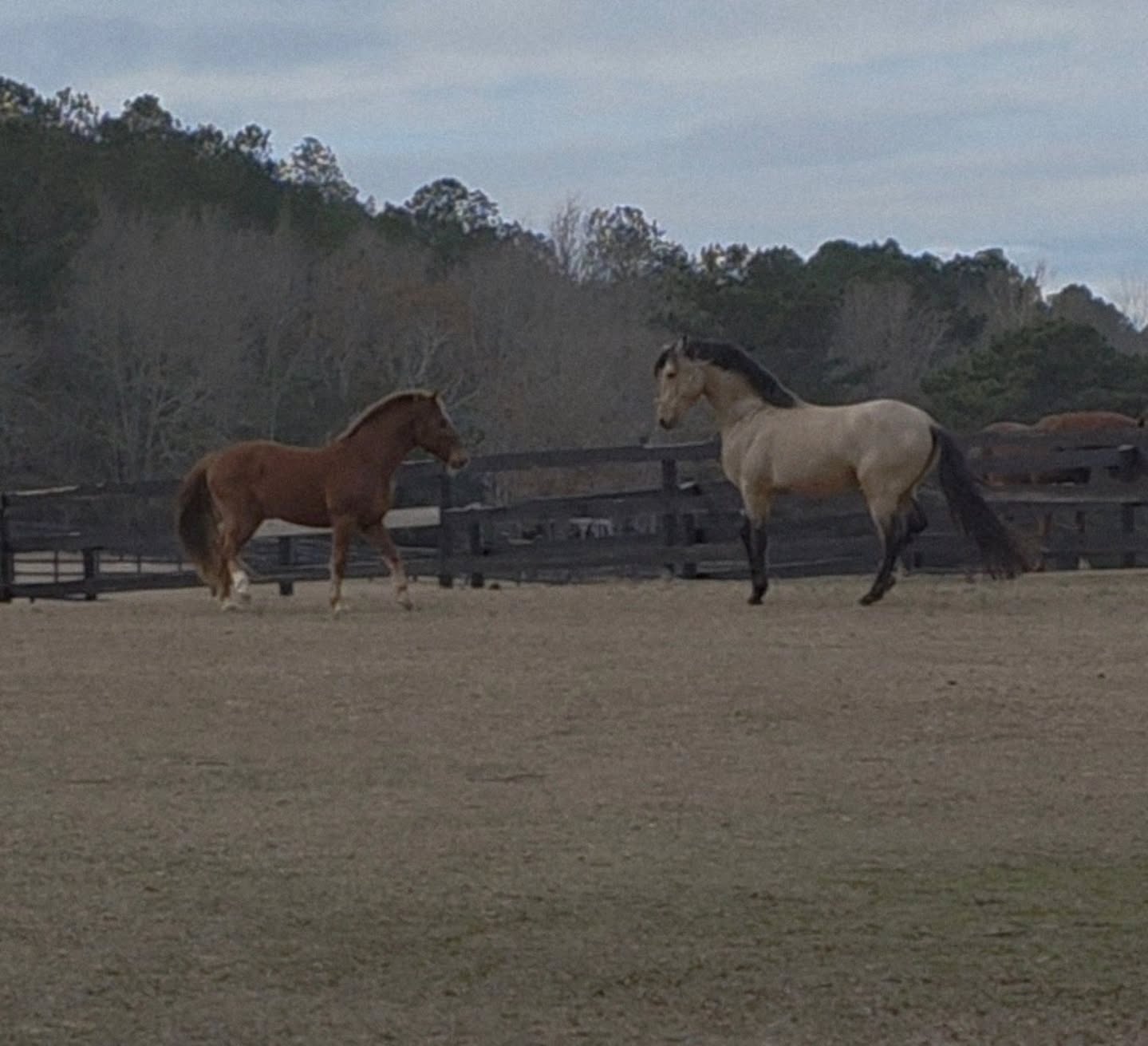 Every time I open my page to write something, the words leave me. Its as if the thought and creativity of it all has been extracted from my mind. And honestly I don't know exactly what to say and so I have been fairly quiet on here for quite some time now.
Its not that I don't know what to say, almost like there is too much to be said but at the same time, so much has already been said by so many.
I have always been vocal in where I stand against injustice both here and on personal platforms, so trust me I am not being quiet to save face by any means. More so that I am tired. Tired of having to explain why abuse of power, systemic racism and colonialism are terrible systems that not only need to be addressed, but destroyed. I am tired of seeing time and time again the tyranny and excessive force that this country so easily hails at communities of color. And how it brought us to where we are today. IT IS NOTHING NEW
When I was younger I couldn't quite understand these injustices but I knew they were wrong. Hearing of police gunning an intoxicated black man down outside of a bar one night. They put so many bullets in him and fired so many rounds that officers had to reload their weapons. Native women being the highest demographic of people who go missing and found murdered when they make up one of the lowest population percentiles. Latino immigrants being profiled and targeted for lower paid under the table labor so greedy business owners could line their pockets... to the point that back in 2022 (i believe, maybe 2021, it was around and during covid) there was a literal active plantation in Georgia that abducted immigrants, forced them to work in deplorable conditions and they weren't allowed to leave.
Yet its so much deeper than that. This systemic hate and dehumanization of black and brown people is embedded in the foundation and land that now makes this united states. IT IS NOTHING NEW