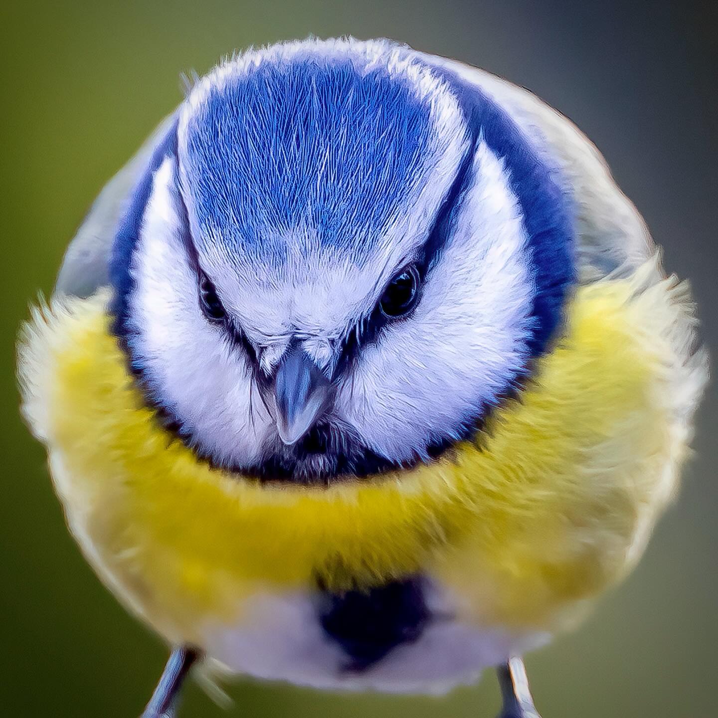 „Punky“ frisch geduscht, exakt frisiert und friedlich Kugelrund posiert er sich vor dem Fotoapparat.
Der blaue Scheitel, die blauen Flügel- und Schwanzfedern und die leuchtend gelbe Brust machen die Blaumeise unverwechselbar. Die kleine, kompakte Gestalt und der winzige Schnabel geben der Blaumeise ein besonders niedliches Aussehen.
Eine Sage erklärt, die Blaumeise fliegt in dein Leben und bringt dir Verspieltheit, Ideenreichtum und Hingabe.