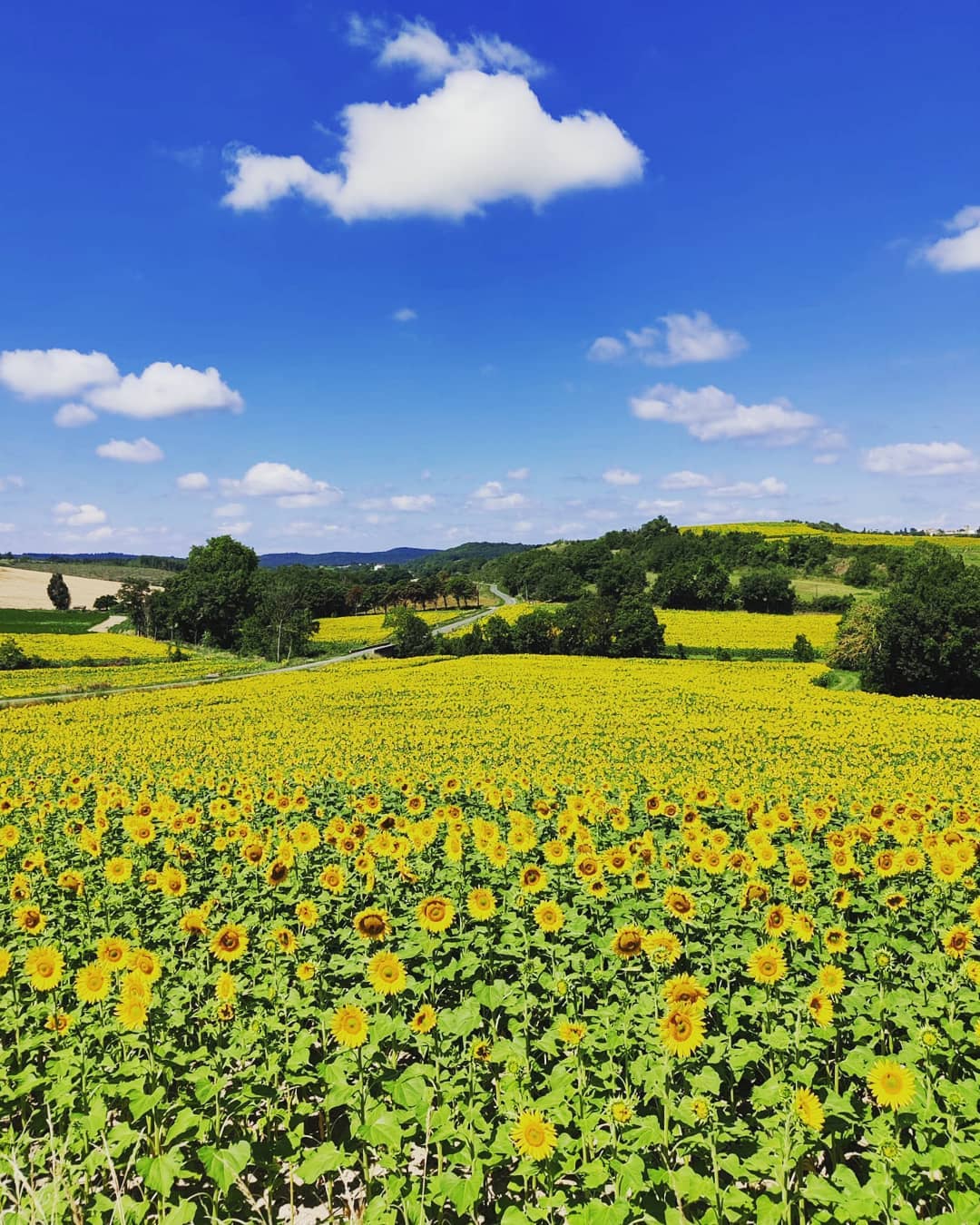 🌻🌻🌻
🇬🇧 One of the topsights when exploring the Aude region by e-bike in July/August. You will see thousands of beautiful sunflowers along the way!
🇲🇫 Découverte de l'Aude en julliet/août! Vous verrez des milliers de beaux tournesols pendant votre randonnée à vélo electrique!
🇳🇱 Eén van de hoogtepunten tijdens het verkennen van de Aude in juli/augustus. Duizenden zonnebloemen tijdens je fietsrit!
#aude #discoveraude #limoux #malras #sunflowers #tournesol #ebike #ebikerental #ebikeadventures #audetourisme
Photo by @vriendpaul