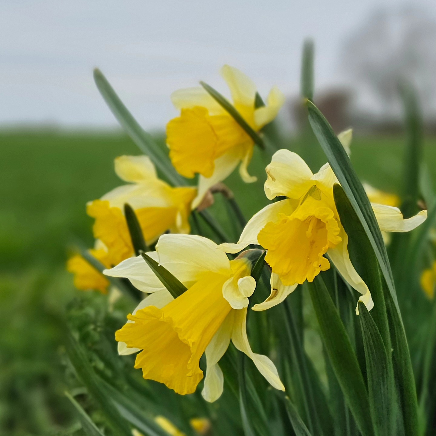 Ostern steht vor der Tür, die großen Feldhasen hüpfen schon durch den Garten. Wir freuen uns, wie jedes Jahr, für unsere Gäste im 'Haus im Felde' am Samstagabend ein gemeinsames Osterfeuer zu machen 🐇.
#hausimfelde
#Fehmarn
#albertsdorf
#ferienwohnungen
#ferienappartement
#sonneninselfehmarn
#Osternammeer
#ostseeferien
#ostseeurlaub
#ostseeliebe
#osterfeuer
#feldhase
#Radfahren
#Windsurfen
#kite
#wingfoil
#reiten
#zugastimhausimfelde