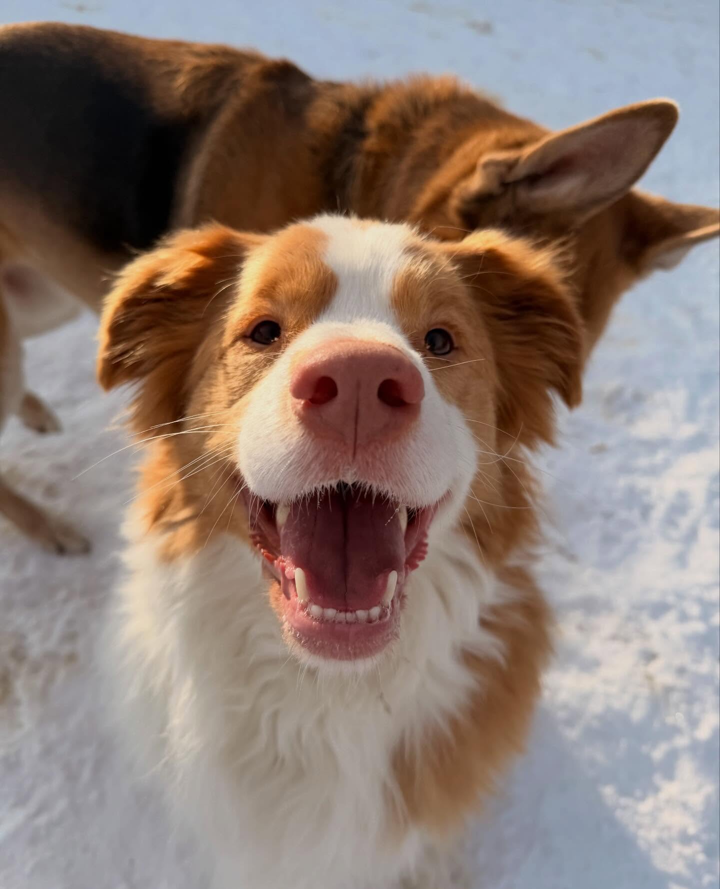 Find someone who looks at you the way Nate looks at the ball 🎾 ❤️