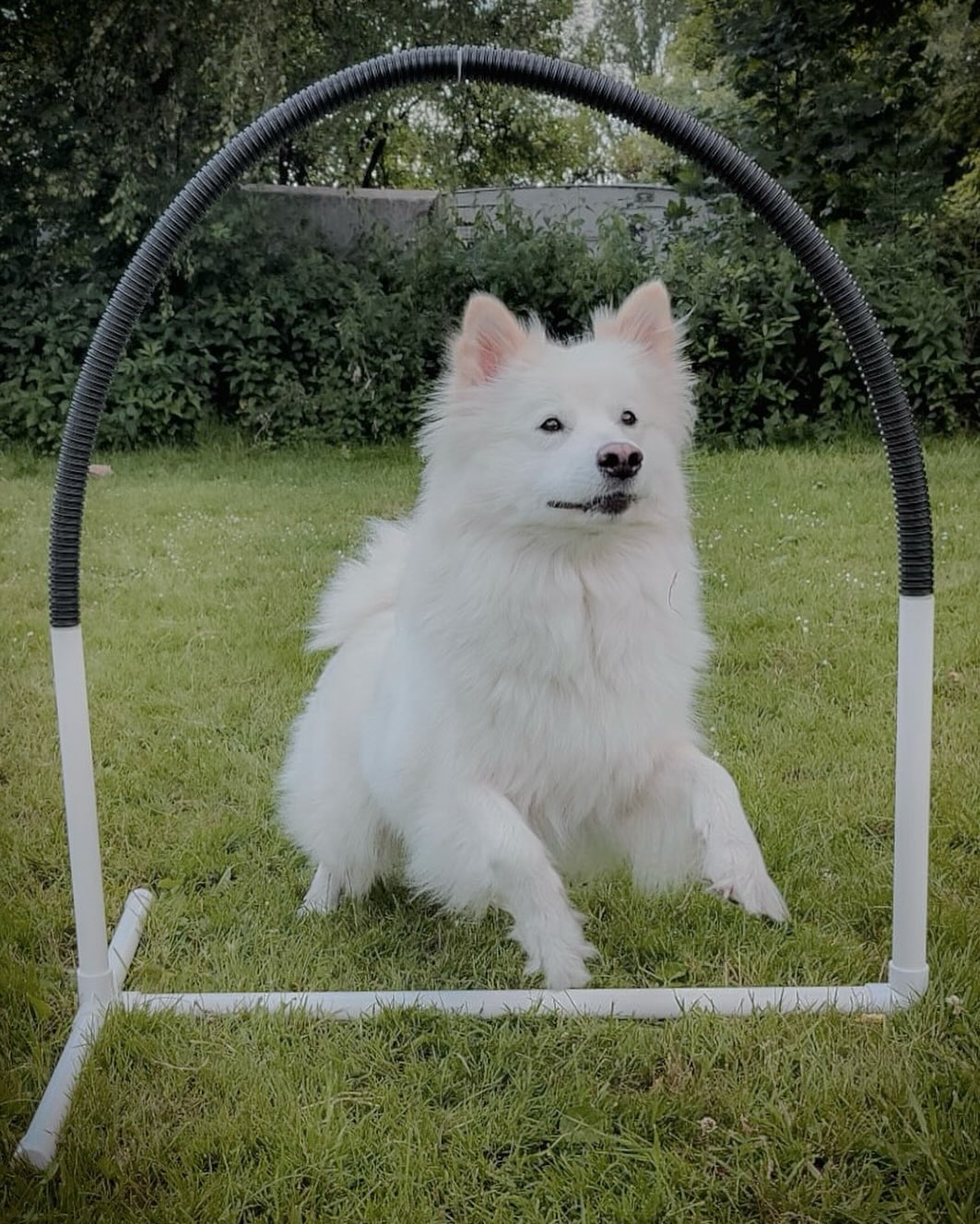 -Hoopers? Was ist das?-
•
Hoopers ist eine Hundesportart für alle gesunden Hunderassen, die gerne mitarbeiten egal, ob groß oder klein!
•
Hoopers, auch bekannt unter Hoopers-Agility, ist eine Hundesportart in der es darum geht, einen Hindernisparcours bestehend aus so genannten Hoops (Bögen), Tunneln, Tonnen, Pylonen, Slalom und Gates (Gitter) fehlerfrei zu bewältigen.
Eine reibungslose Zusammenarbeit zwischen Mensch und Hund und ein hohes Maß an Geschicklichkeit im Team sind die wichtigsten Grundlagen für diesen Hundesport.
•
Der Hundeführer bewegt sich in einem 1,5-2,5 Quadratmetern Kreis und navigiert den Hund von dort aus durch den Parcours.
Die Sportart geht nicht auf Zeit, sondern null Fehler ist das Zauberwort!
•
In den nächsten Tagen zeigen wir euch ein paar kleine Einblicke aus dem Training mit unserer Alea ☺️
•
Wenn ihr Lust habt auch mal in unseren Hooperskurs reinzuschauen, meldet euch sehr gerne! ☺️
•
-Jeden Dienstag um 18 Uhr & um 19 Uhr in Essen Frillendorf-
•
🐶 @marou.und.spitz
•
#hoopers #hoopersofinstagram #dogsport #dogtraining #dogtrainingtips #hundetraining #hundetrainer #hundesport #hundeliebe #großspitz #spitz #spitzlovers