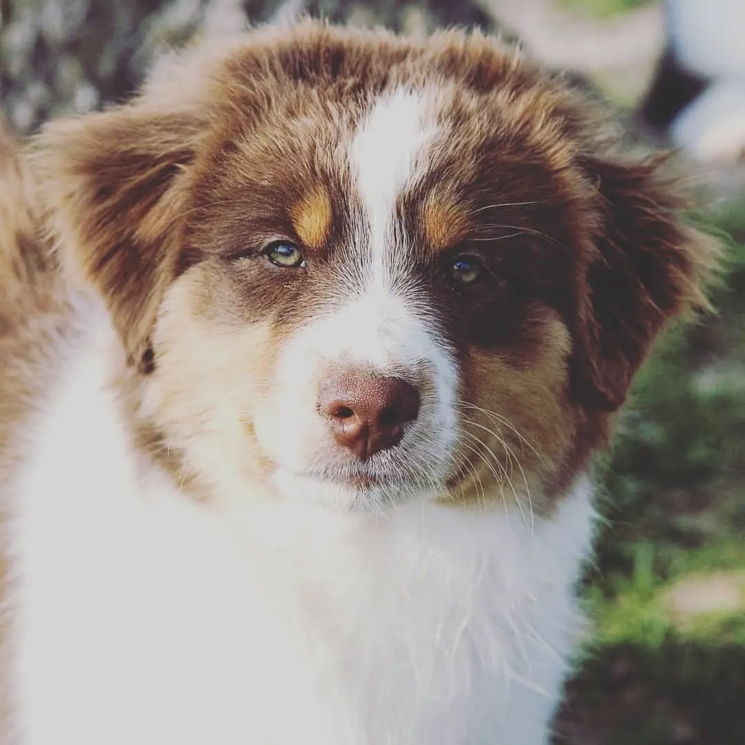 AusableRVR's Wants and Needs
#wantsandneeds
#cashmoney
#graham
#australianshepherd
#aussiepuppy
#aussie
#puppies #cute #puppiesofinstagram #puppy #puppiesofig