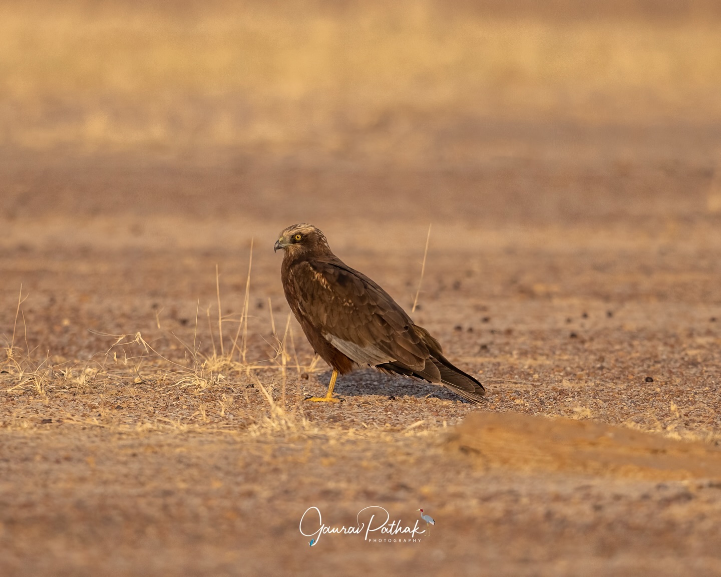 Western Marsh Harrier (Circus aeruginosus) – Resting on the open ground, this harrier felt almost unexpected in such a stark, golden setting. Long wings folded, posture relaxed yet alert, it watched the landscape quietly, blending more than you’d expect for a bird of prey. In the same light where coursers melt into the sand, even a raptor can become part of the desert’s stillness, reminding you that these open habitats aren’t just flown over, they’re lived in.
.
Location - Desert National Park
Shot on Canon R5
Canon RF600mm F4 L IS USM
ISO 800
f/4
1/6400s
.
#OpenLandscape
#RaptorOnTheGround
#GoldenHourWildlife
#desertstillness
#canonasia