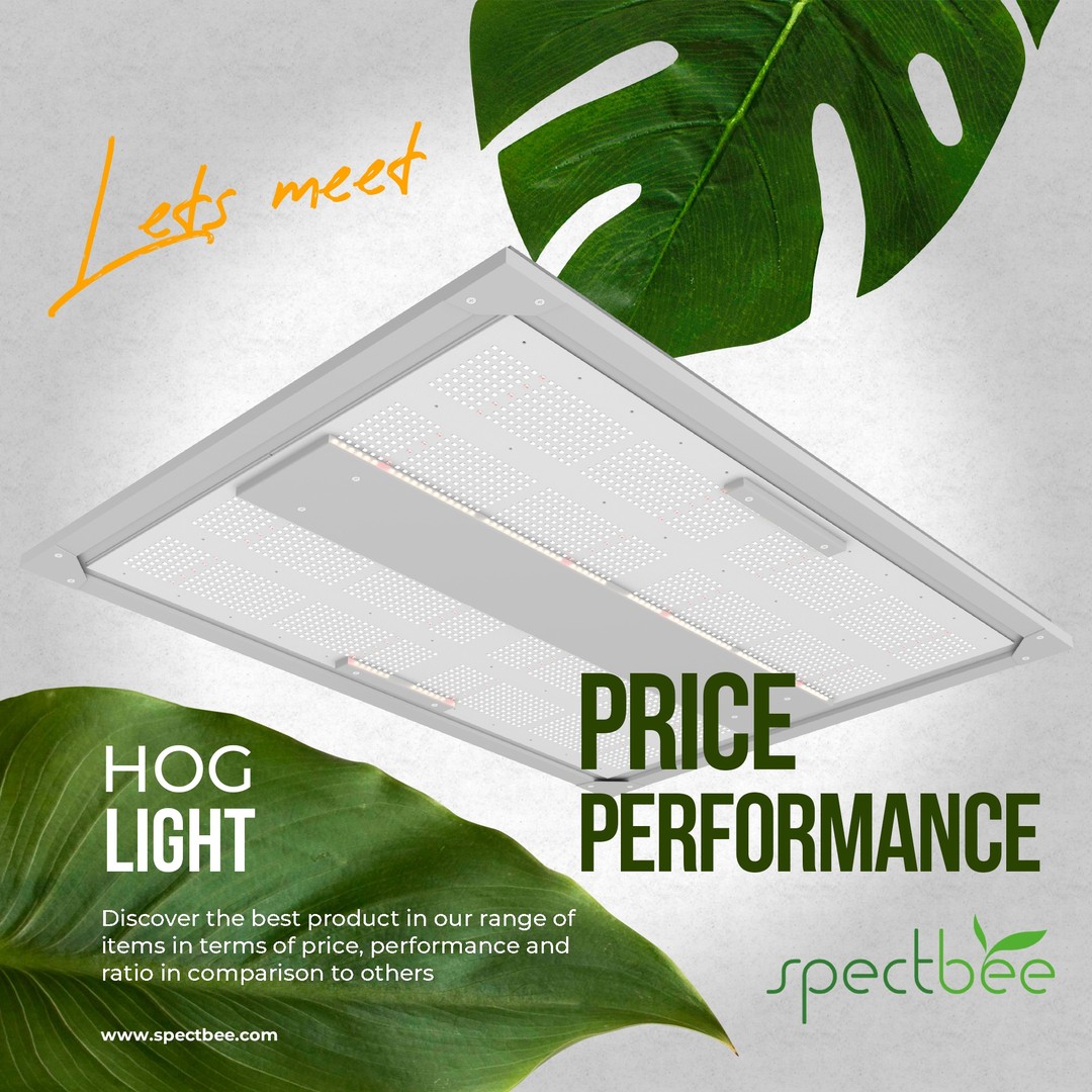 Spectbee Hog Lights are the best price performance products in the industry. Visit us at GreenTech Amsterdam 2022 Stand No: 01.505 to check out our latest innovative lighting systems. Ask our desk to learn more about our products at GreenTech Amsterdam. #greentech #greentechamsterdam #greentechamsterdam2022 #spectbee #spectbeelight #spectbeelighting #greentechsolutions #techsolutions #ecofarm #ecology #farmtech #farmtechnology #agriculturetech #AgricultureTechnology #greentechnology