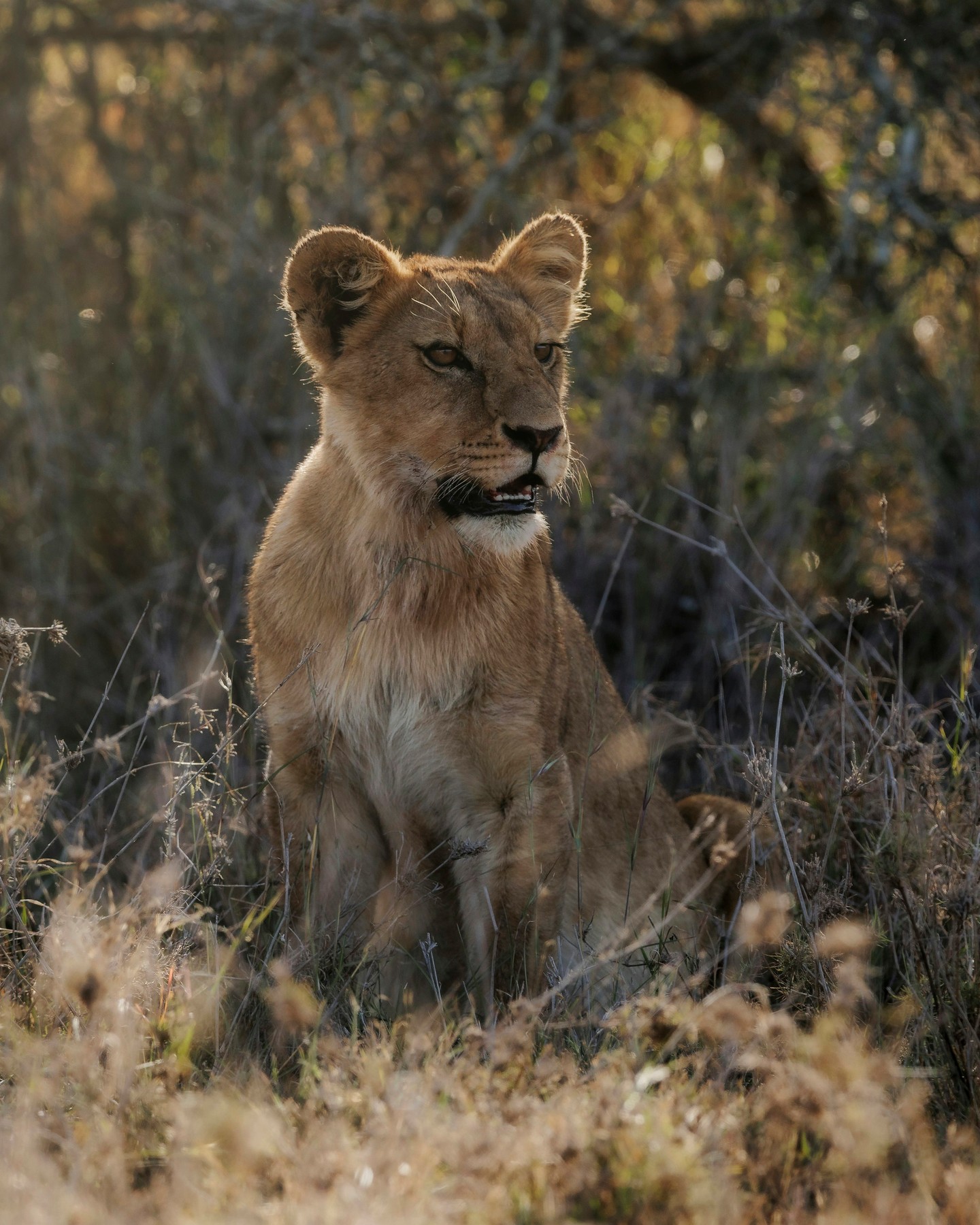Healthy lion populations are a reflection of a balanced ecosystem: abundant prey, connected habitat, and space for prides to establish and persist. When these elements are in place, lions are more likely to survive beyond their most vulnerable early stages and contribute to long-term population stability.
At Loisaba Conservancy, landscape protection, careful monitoring, and coexistence with neighbouring communities all play a role in supporting lions — and the ecosystems they depend on.
Photo © Backdrop Productions
#LandConnectedLifeProtected #LionConservation #EcosystemBalance #WildlifeProtection #HabitatConservation #SustainableLiving #BiodiversityPreservation #CommunityCoexistence #PridesInTheWild