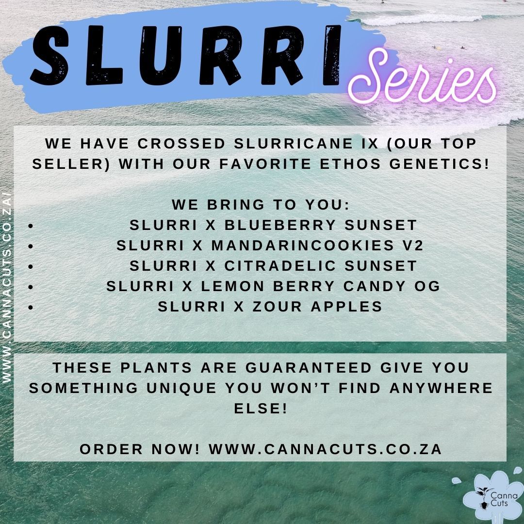 Our mothers are thriving and we've got plenty stock! Get your hands on these unique crosses with the infamous Slurricane IX by In House Genetics.
www.cannacuts.co.za - Shipping Nation Wide!
#cannacuts #growyourown #homegrower #cannacommunity #cannabissa