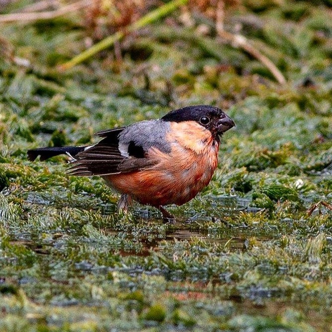 A male Bullfinch taking a bath on a crazy hot summers day. I spent days sat by a small wildlife pond under a camo tarp snapping the birds that came to drink and bathe. Sweated my life away 🤣 but was worth it for moments like this. #birds #birding #birdsofinstagram #birdphotography #nature #naturephotography #wildlife #wildlifephotography #wildlifephotographer
