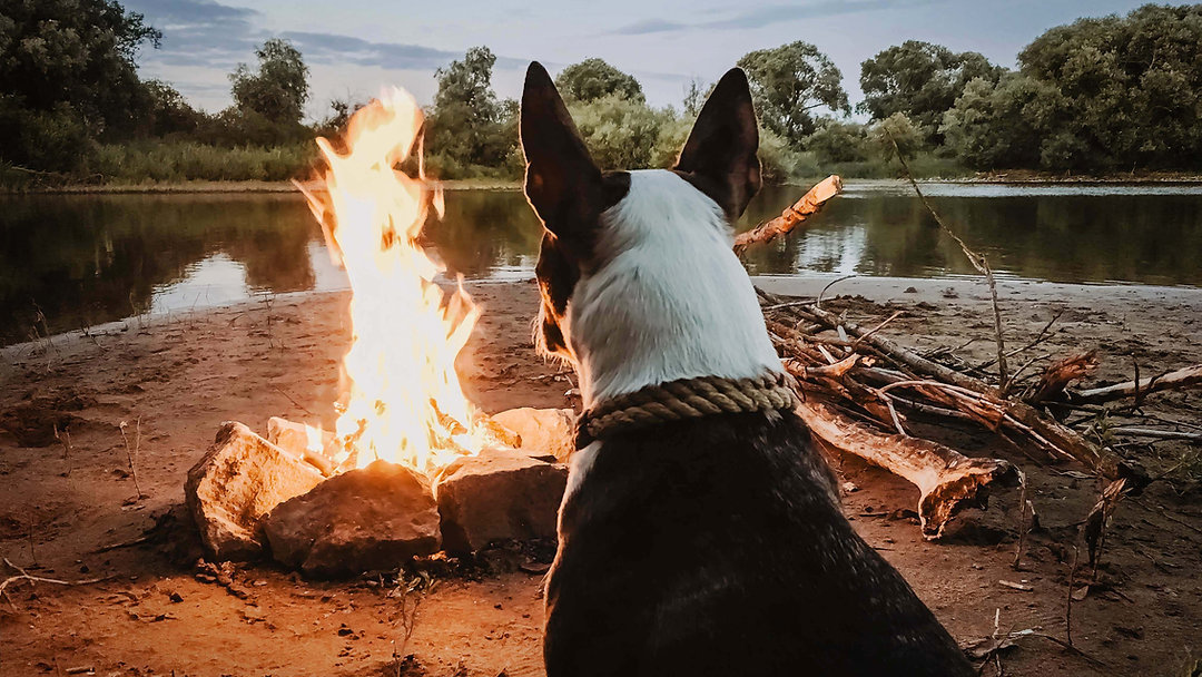 New blog on sounds sensitivity in dogs and why firework season will be creeping up before we know it.
#newblogpost #fireworkphobia #dogsoundsensitivity #noisephobiaindogs #dogbehaviour #dogbehviourist #dogtrainer #dogtraining #Sussex #Brighton #Hove #Soundssensitivityindogs