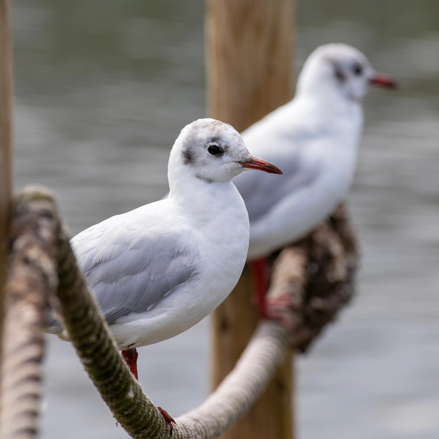 So often overlooked!
Such a simple beauty in Black Headed Gulls!
Taken at @wwtarundel