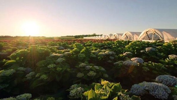 We have been growing and perfecting our line of Hydrangeas for over a century. We are continually searching the globe for quality genetics, exciting and new varieties that will meet the standards of the Hydrangeas.com Collection.