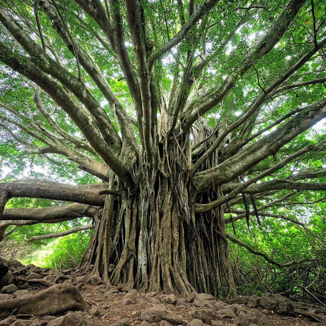 Check Out This Stunning Banyan Tree!
“The Banyan (Ficus benghalensis) is one of more than 750 species of fig trees, each of which is pollinated only by its own species of tiny wasps that breed only inside the figs of their partner trees. Banyans are strangler figs. They grow from seeds that land on other trees. The roots they send down smother their hosts and grow into stout, branch-supporting pillars that resemble new tree trunks. Banyans are the world’s biggest trees in terms of the area they cover. The biggest one alive today is in the Indian state of Andhra Pradesh. It covers 1.9 hectares (4.7 acres) and can shelter 20,000 people. Banyans are ecological linchpins. They produce vast crops of figs that sustain many species of birds, fruit bats, primates and other creatures, which in turn disperse the seeds of hundreds of other plant species.” – www.underthebanyan.blog
Photo by Brandon Green
Subscribe to @trilliontreescampaign for more inspiring nature content and to connect with easy ways to plant trees around the world.
One of the easiest ways to help plant trees is by switching your web browser to @Ecosia to plant trees for free while you search the web. Ecosia.org is the ‘search engine that plants trees’ by donating 80% of their advertising revenue to effective tree planting projects around the world with a focus on biodiversity hotspots.
#trilliontreescampaign #trilliontrees #reforestation #generationrestoration #wildnature #naturebeauty #naturetherapy #incrediblenature #beauty_of_nature #wow_planet #naturegrams #givebacktonature #nature_inspiration #naturebeauty_pix #naturemeditation #natureinspiredbeauty #naturelifeearth #naturelifeearth #mothernaturerocks #naturephotography #banyan #banyantree #planttrees #treeconnection #treephotography #forestphotography #landscapelove #treeloves #loveforests #treespirits