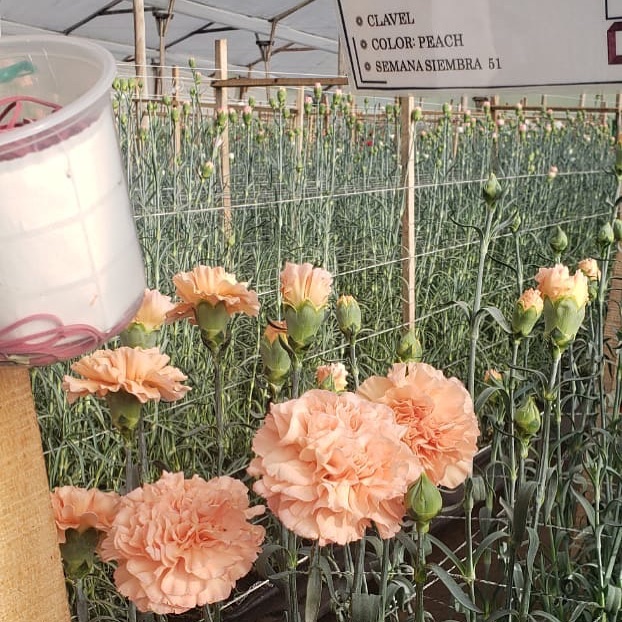 Peach - standard collection
.
.
.
.
.
#peach #flowers #greenhouse #love #color #orange #pink #nature #sun #green #flower #like #likesforlike #followforfollowback #followers #follow #instgram