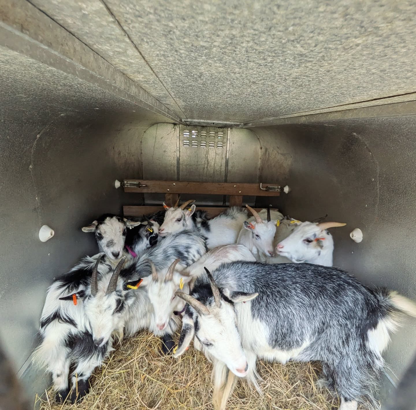 🐐 Blue skies & Blue goats!
Stop everything and look at these pregnant beauties! We’ve got a full house in the trailer today as this lovely crew makes the trek from South Wales down to a regular customer in Honiton.
I have to admit, I have a massive soft spot for "blue" animals, and these girls are rocking that slate-grey aesthetic perfectly. They’re handling the road trip like absolute pros—mostly just gossiping and planning their nursery decor, I assume.
Honiton isn't ready for this much cuteness (or this many future kids!).
Which one is your favourite? Personally, I’m loving the one in the back who is clearly the "designated navigator." 🗺️
#GoatLife #SouthWalesToDevon #LivestockTransport #BlueGoats #PregnantGoats SmallHolding FarmingUK Honiton GoatObsessed FarmFresh