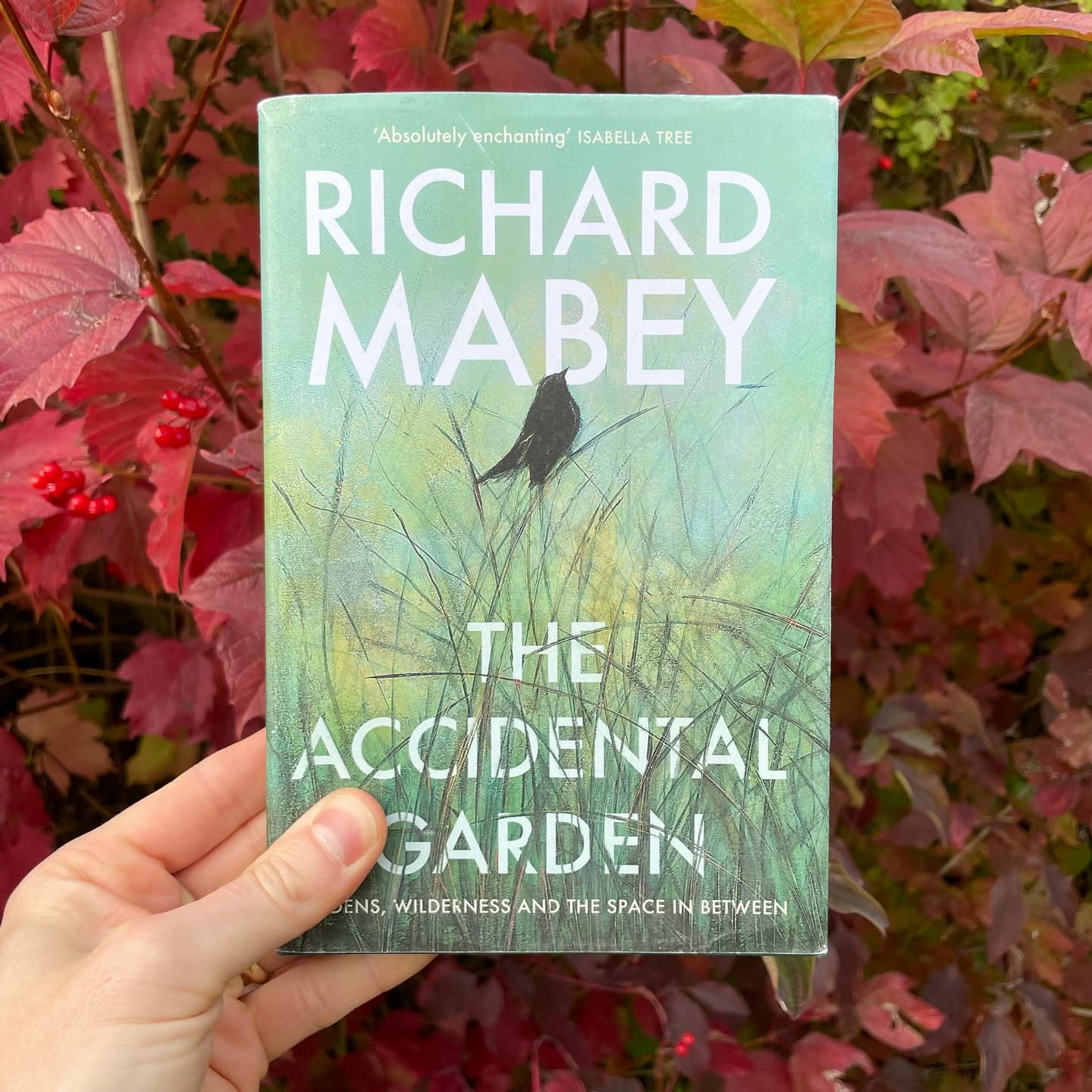 Recently finished reading Richard Mabey's beautiful new book, The Accidental Garden, which I highly recommend to anyone interested in gardening and/or wildlife.
.
Mabey’s writing captures the chaotic beauty of Britain’s wilder edges and 'in-between' spaces: the flora and fauna that flourish without (or even despite) human intervention.
.
In The Accidental Garden, Mabey uses this perspective to address questions we have often had about how we should be gardening for wildlife and for us.
.
For anyone who is interested, I've written a review The Accidental Garden on the blog (follow the link on our profile).
.
Has anyone else read this? If so, let me know what you thought.
.
.
.
.
.
.
#richardmabey #theaccidentalgarden
#read #bookstagram #books #livingwithbooks #autumnreads #fallreading #bibliophile #ihavethisthingwithbooks #feelingbookish #slowliving #slowreading #sloereads #beautifulbooks #readingaddict #ruralliving #embracingtheseasons #slowlife #rurallife #naturebooks