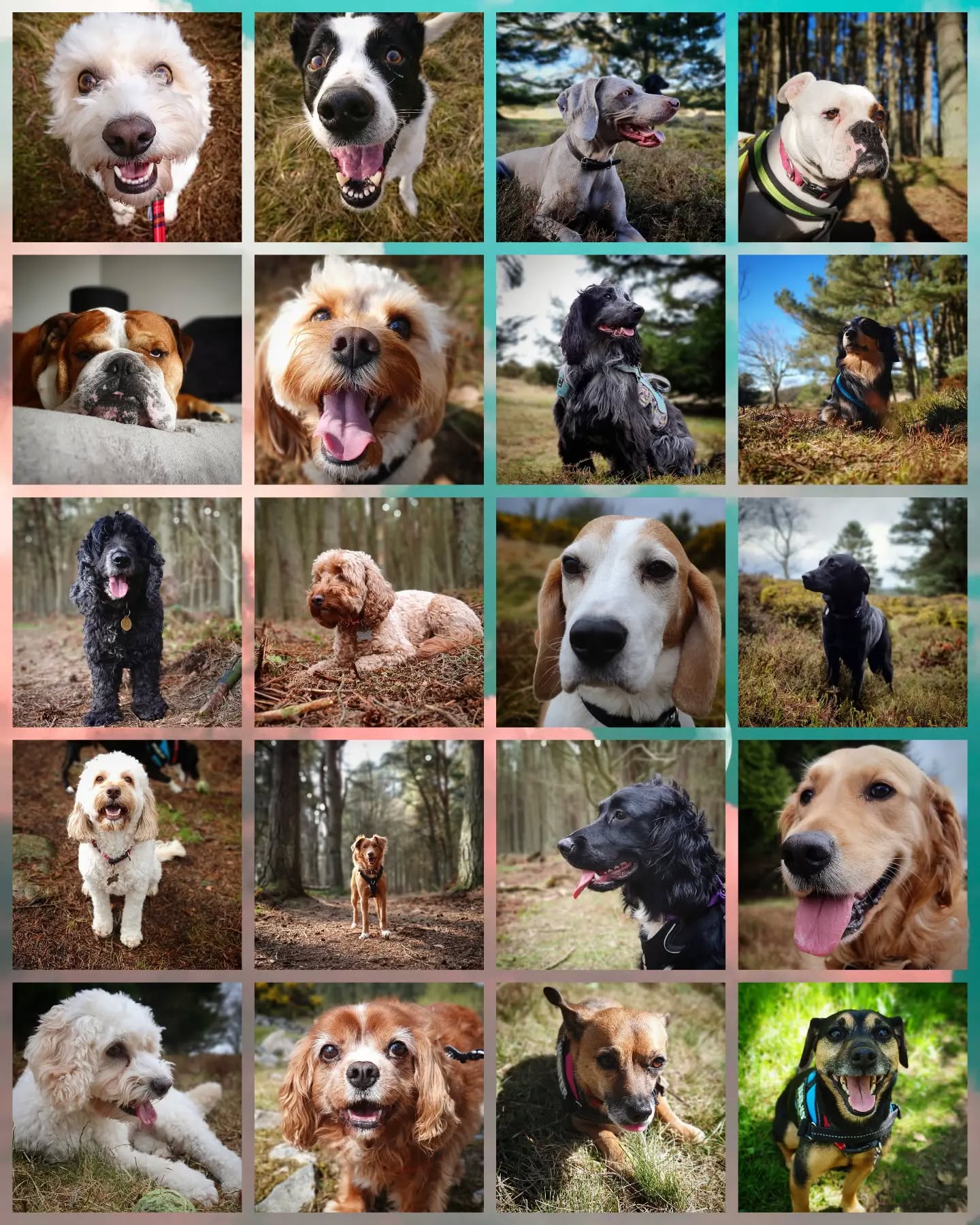 Scottie Dog Walks turns 6 today! 🥳
Thanks to all our clients past and present for allowing us to have the best time possible doing the job we love. ❤🐶
#dogwalker #dogsitting #petsitter #dogwalking #dogsofinstagram #instadogs #dogsofinsta #dogstagram #dogs #instagramdogs #dogsofinstaworld #dogphotography #scotland #aberdeenshire #aberdeen #dogsonadventures #dogs_of_instagram #dogloversofinstagram #doglovers #lovedogs #dogsdaily #dogscorner #dogslife #adventurewithdogs #pawsome #instadog #outdoors #love #work #job