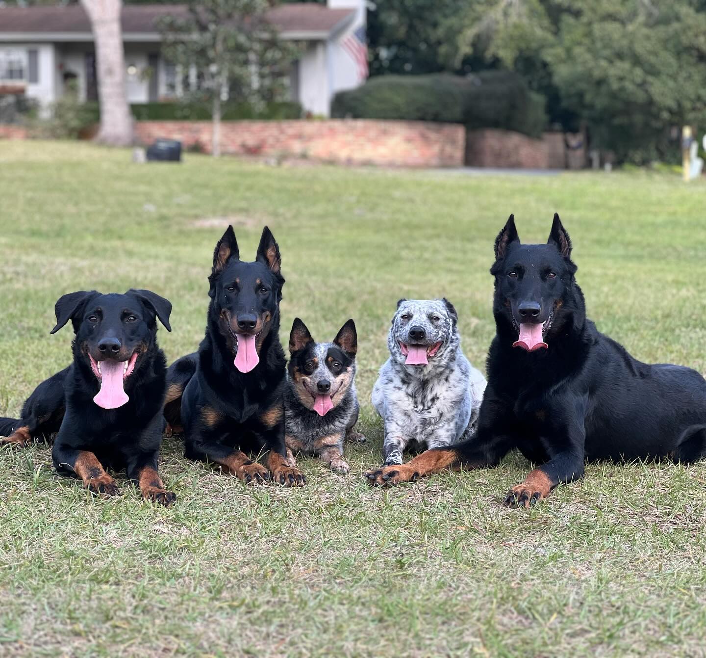 The gang’s all here 🐺
We rarely get a photo of all 5 dogs so this was a treat!
Savage - 3
Sol - 2
Dixie - 8
Apollo - 7
Rowan - 3.5
#herdingpack #herdingdogs #beauceron #acd #workingdogs