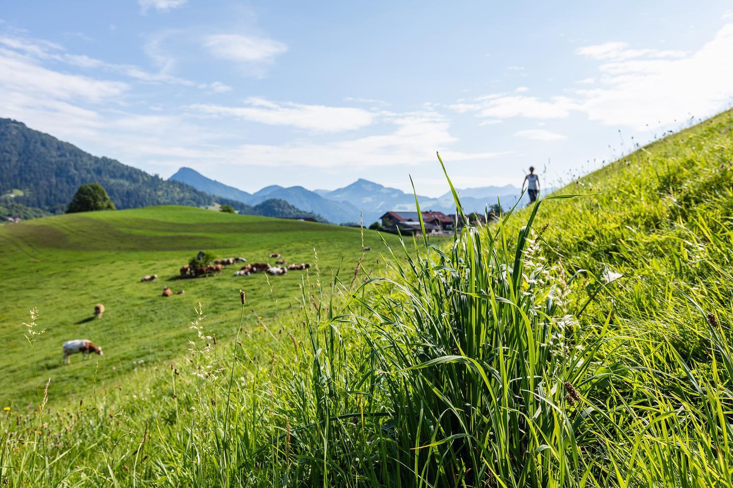 Am „Gloana Berg“ in Oberaudorf, direkt unterhalb vom Brünnstein, liegt der Sockhof - unser Bio - Bergbauernhof mit Milchviehhaltung und vielem mehr… was unseren Hof ausmacht, wollen wir euch nach und nach vorstellen.