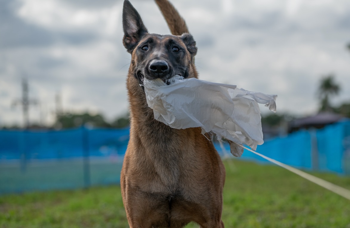 Fast CAT photos are in 😈
I love how these turned out and how much fun these two had
📸: @alphaone_photography
•
•
#belgianmalinois #malinois #sportdog #workingdog #fastcat
