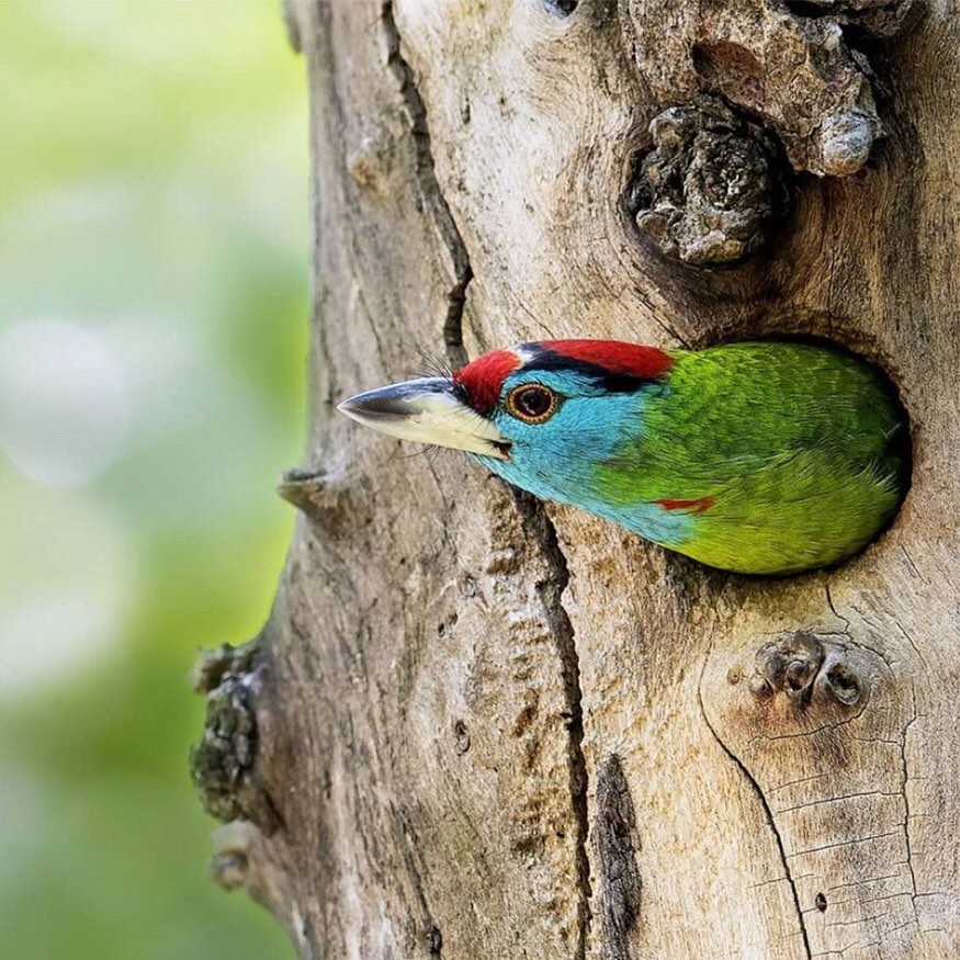 Birds and trees have a profound interdependent relationship. Trees provide food, housing, fiber and leaves for nest making, hide-outs to escape from predators, viewpoints to locate prey, branches for mating rituals and so much more. Birds in turn disperse seeds, eat up insects that might harm the tree, and deposit endless micro-dollops of fertilizer onto the forest floor with their nutrient rich bird poop. It’s a match made in heaven. Birds are one of the true delights of the animal kingdom and healthy forests are filled with a diversity of their songs.
One of the easiest ways to increase bird habitat is to help plant trees by switching your web browser to @Ecosia to plant trees for free while you search the web. Ecosia.org is the ‘search engine that plants trees’ by donating 80% of their advertising revenue to effective tree planting projects around the world with a focus on biodiversity hotspots.
Photo by @arshi_photography
Subscribe to @_trees_are_awesome for more inspiring nature content and to connect with easy ways to plant trees around the world.
#trilliontreescampaign #trilliontrees #reforestation #generationrestoration #birdsofinstagram #birdstagrams #birdslovers #nature_brilliance_birds #birdstagrams #birds_captures #nuts_about_birds #eye_spy_birds #bird_brilliance #birds_adored #birdlife #birdstagram #bestbirdshots #birdvibrance #birds_nature #feather_perfection #wildnature #wildlife #wildlifehabitat #habitat #biodiversity #wildlifeplanet #wildlife_inspiration #naturephotography #treeconnection #naturegrams #givebacktonature