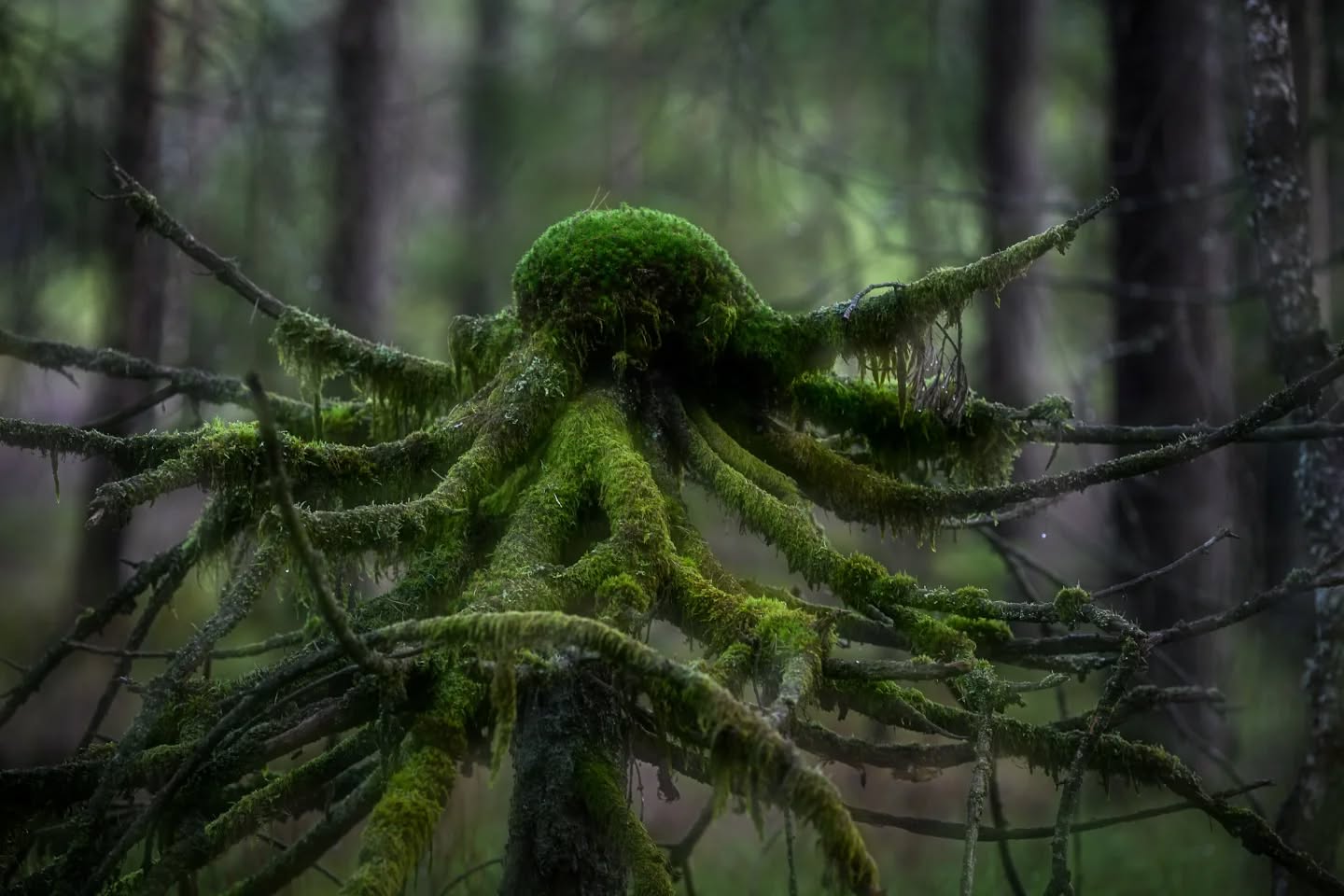 Look who I found in the forest.
#innature
#innaturephotos
#forest
#forestcreature
#treeshapes