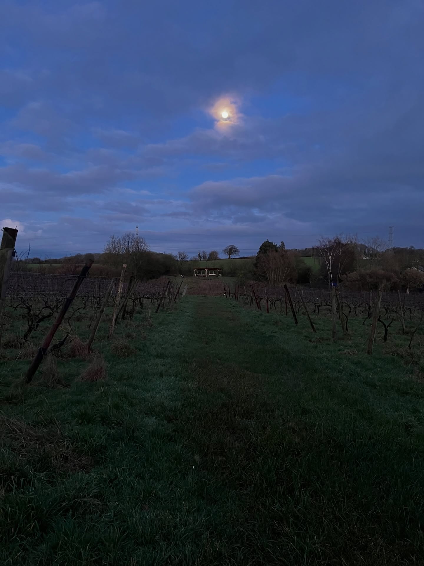Wandering home from a pruning-between-the-showers day. We try not to prune when everything’s this soggy, but we’re behind, only about 40% done, what with this nonstop rain we’ve had in the West Country. Another full moon already. Time’s slipping by…