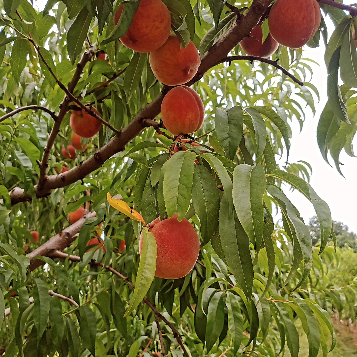 IT'S BAAAACK! Our first Pick Your Own PEACHES event of the season is Monday July 22 from 3-7 pm! $25/half bushel box. Come to the orchard at 587 South Ludlow Rd Urbana 43078. The peaches are luscious!