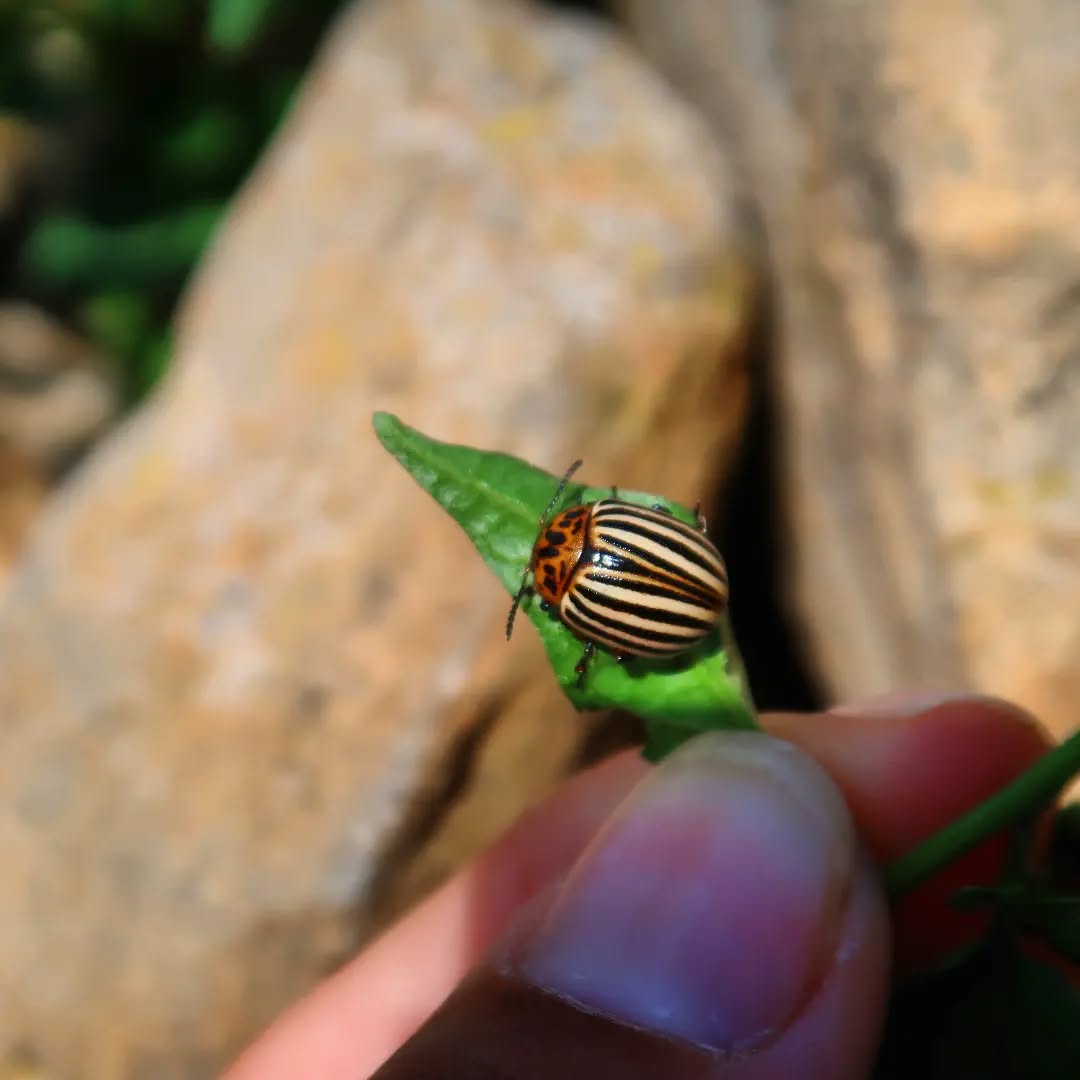 Este precioso coleóptero vive en la fita que marca el pico Punta Acuta a 2.249 m.s.n.m.🏞️ Mientras disfrutamos de las vistas hacia la Brecha de Roland, el Valle Vió, Bujaruelo,...cientos de mariposas, mariquitas, langostas, escarabajos,...🐛🐜🐞🦋🦗🦟pasan el día polinizando, descomponiendo y manteniendo un equilibrio del que todos disfrutamos.
#mariposas #coleopteros #aracnidos #invertebrados #dipteros #ortopteros
#odonata #heteroptera